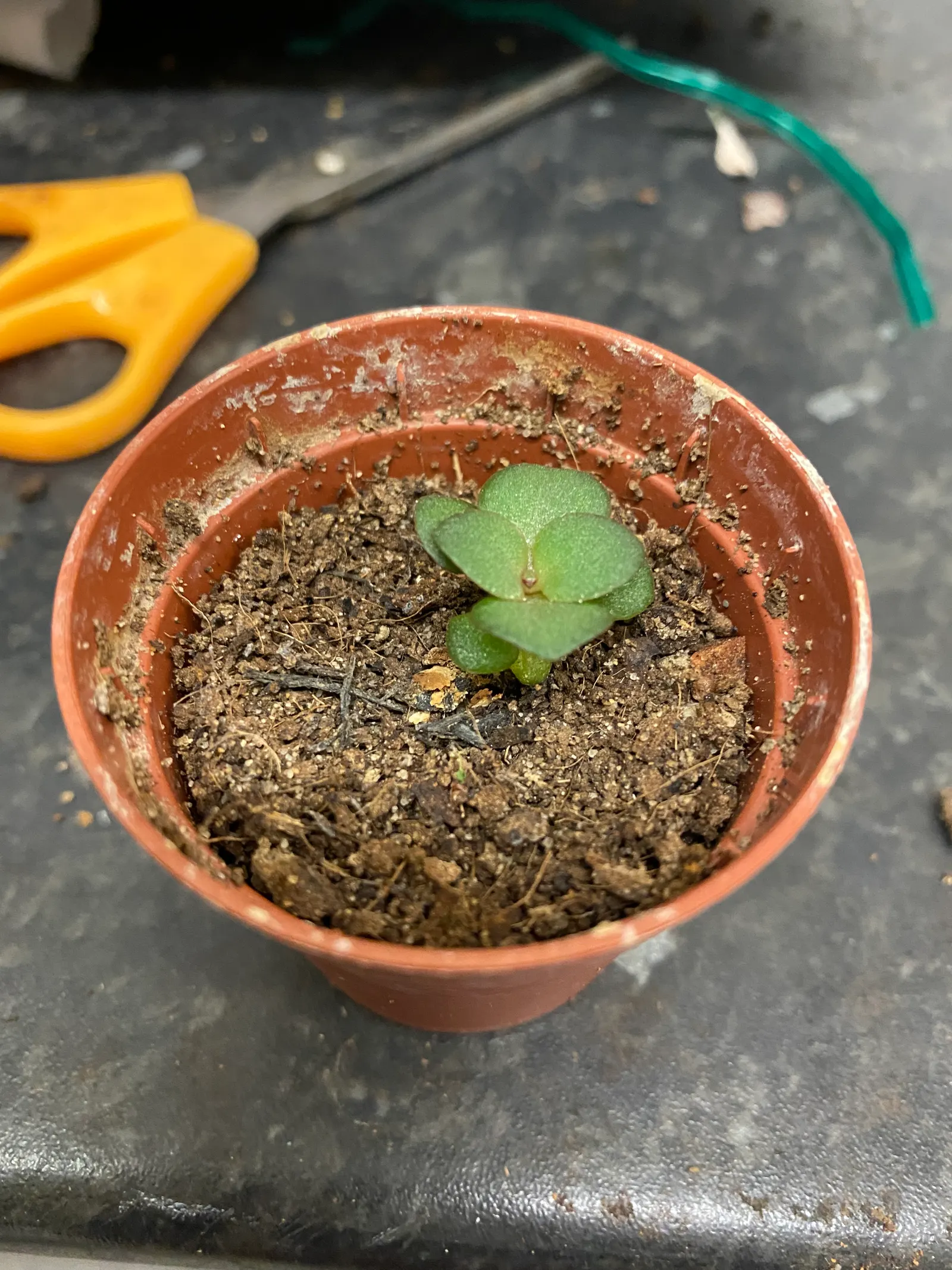 Jade Plant (Crassula Ovata) — requiring a minimum of four hours of direct sunlight per day; shrub / succulent for half, image 123