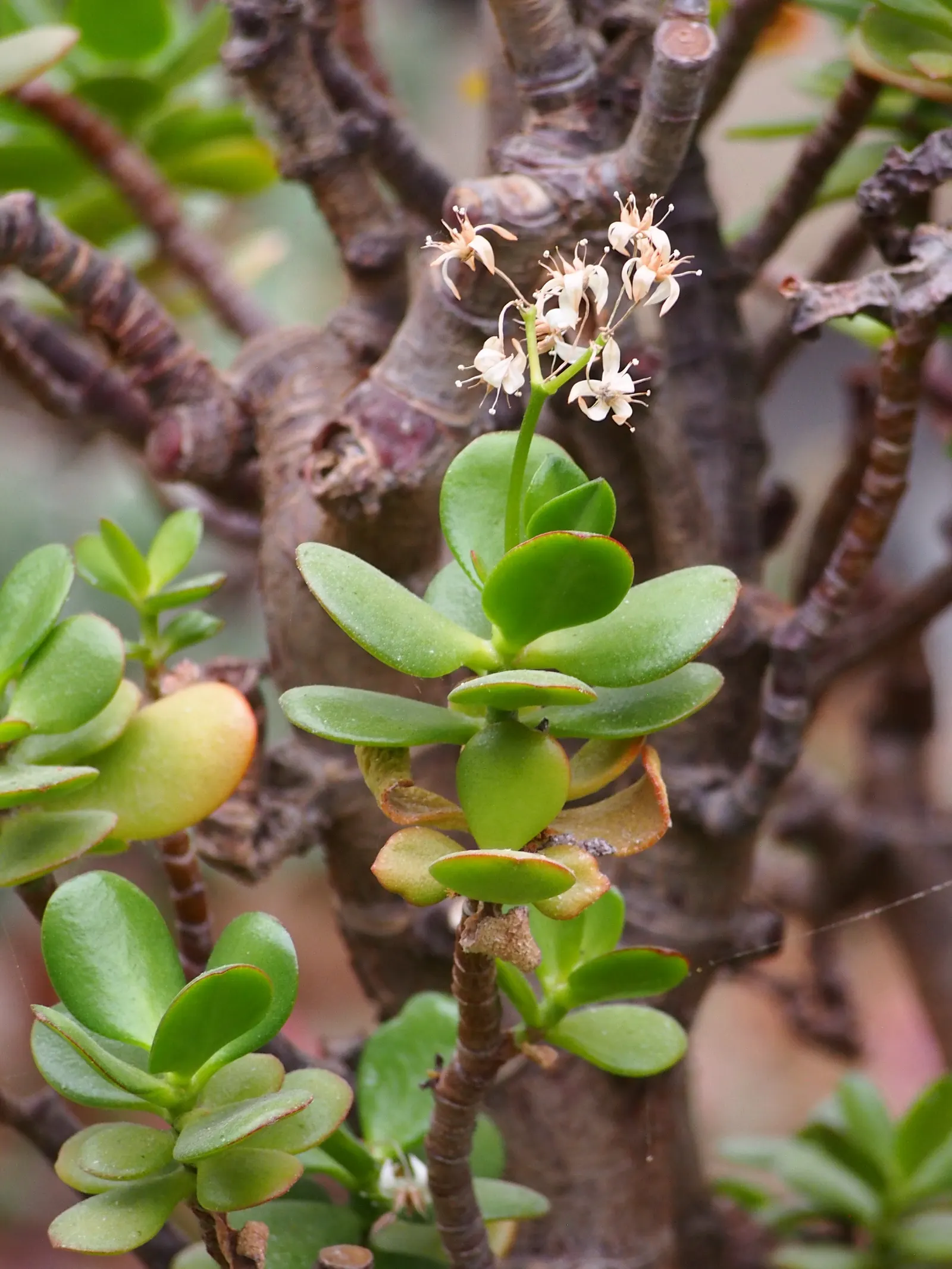 Jade Plant (Crassula Ovata) — and is renowned for its easy care and lush; is a popular succulent that originates from South Africa, image 113