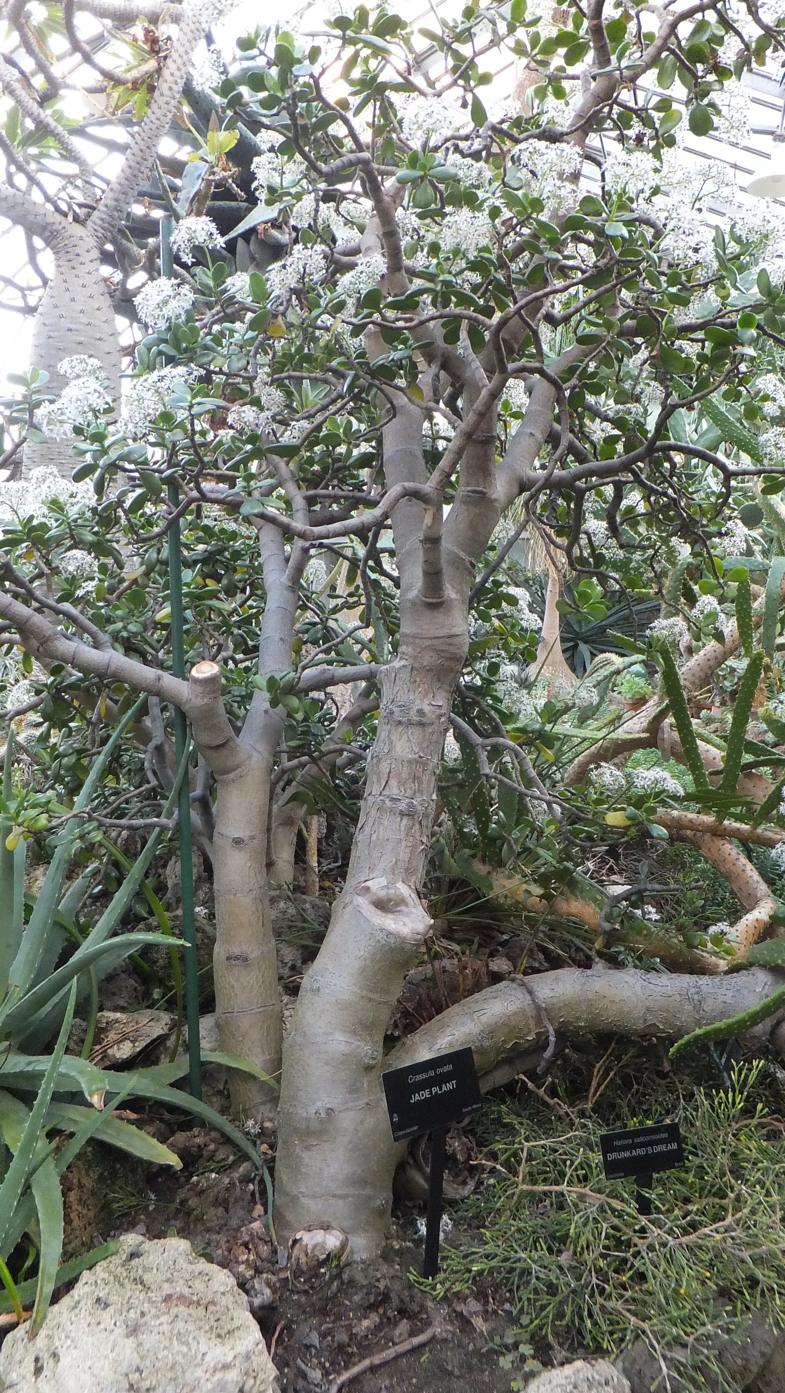 Jade Plant (Crassula Ovata) — This hardy perennial thrives in full sun to partial shade, requiring minimal water once established; it prefers, image 107