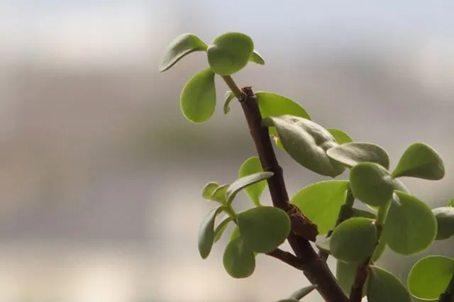 Jade Plant (Crassula Ovata) — The leaves are a rich jade green with a characteristic fleshy texture; this hardy perennial thrives in full sun to, image 168