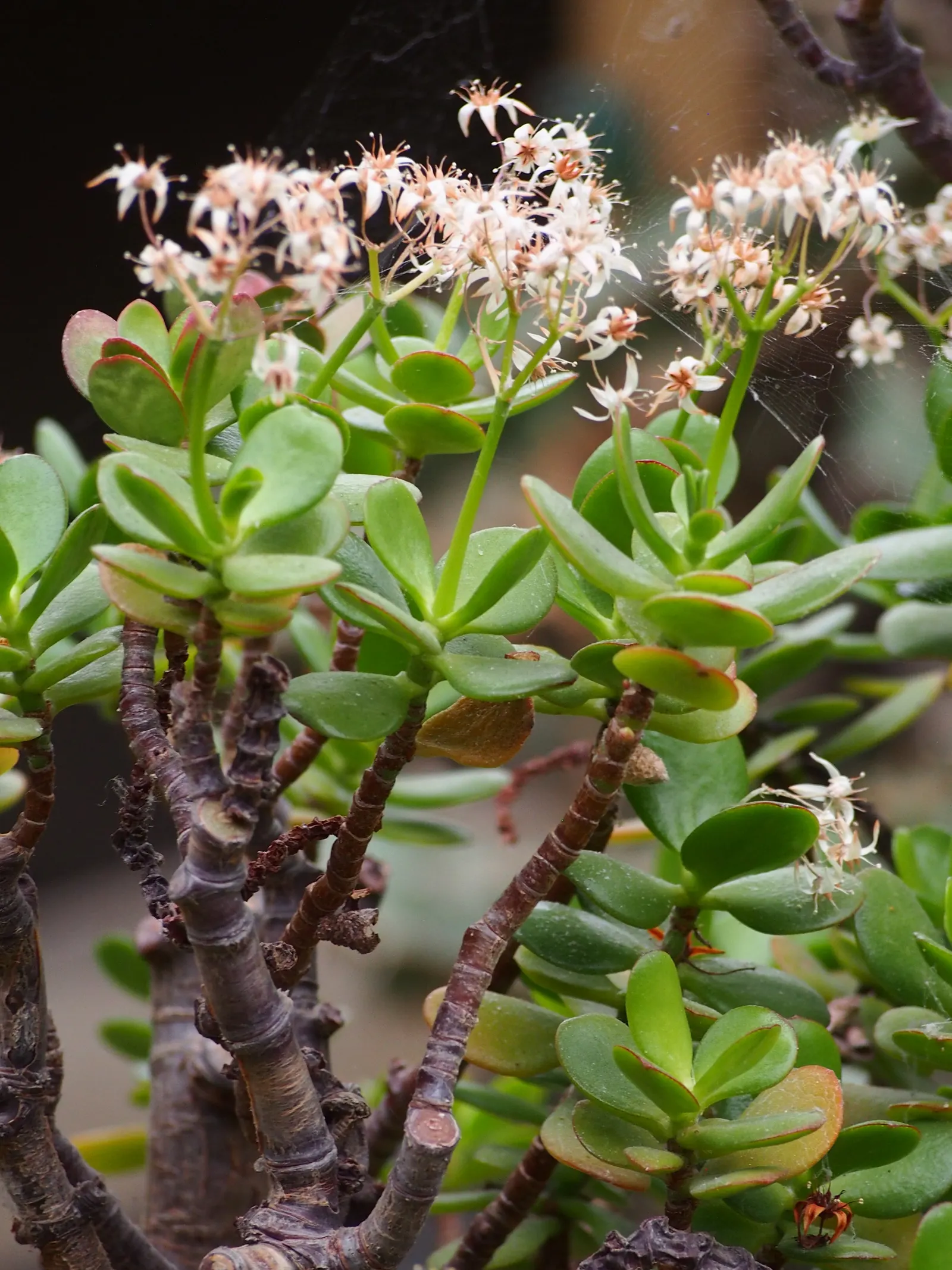 Jade Plant (Crassula Ovata) — pink flowers in the garden; and is renowned for its easy care and lush, image 128