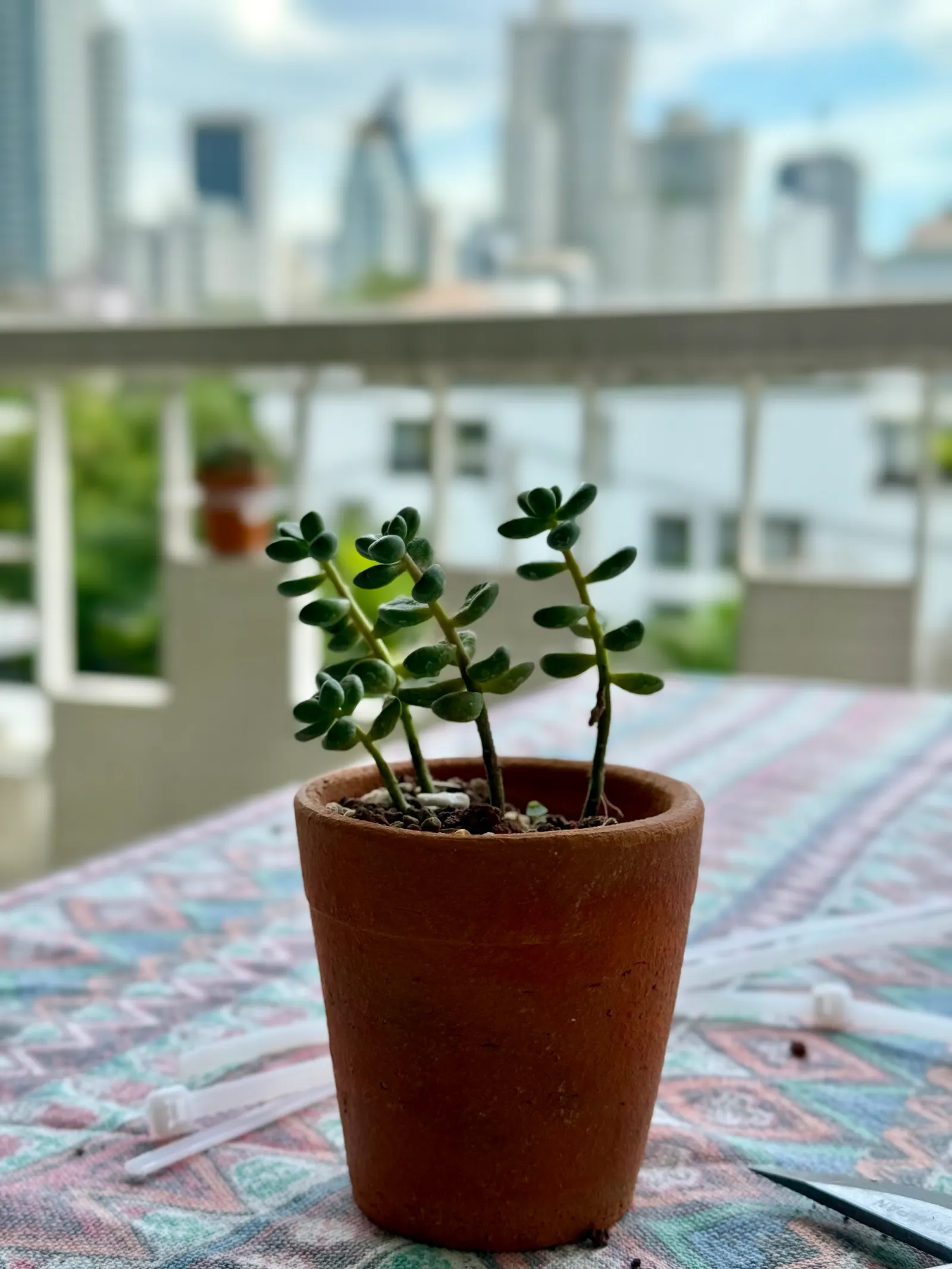Jade Plant (Crassula Ovata) — making the plant drought-tolerant; a mature Jade Plant reaches a height of 2 to 5 feet and spreads 1 to 3 feet, image 92