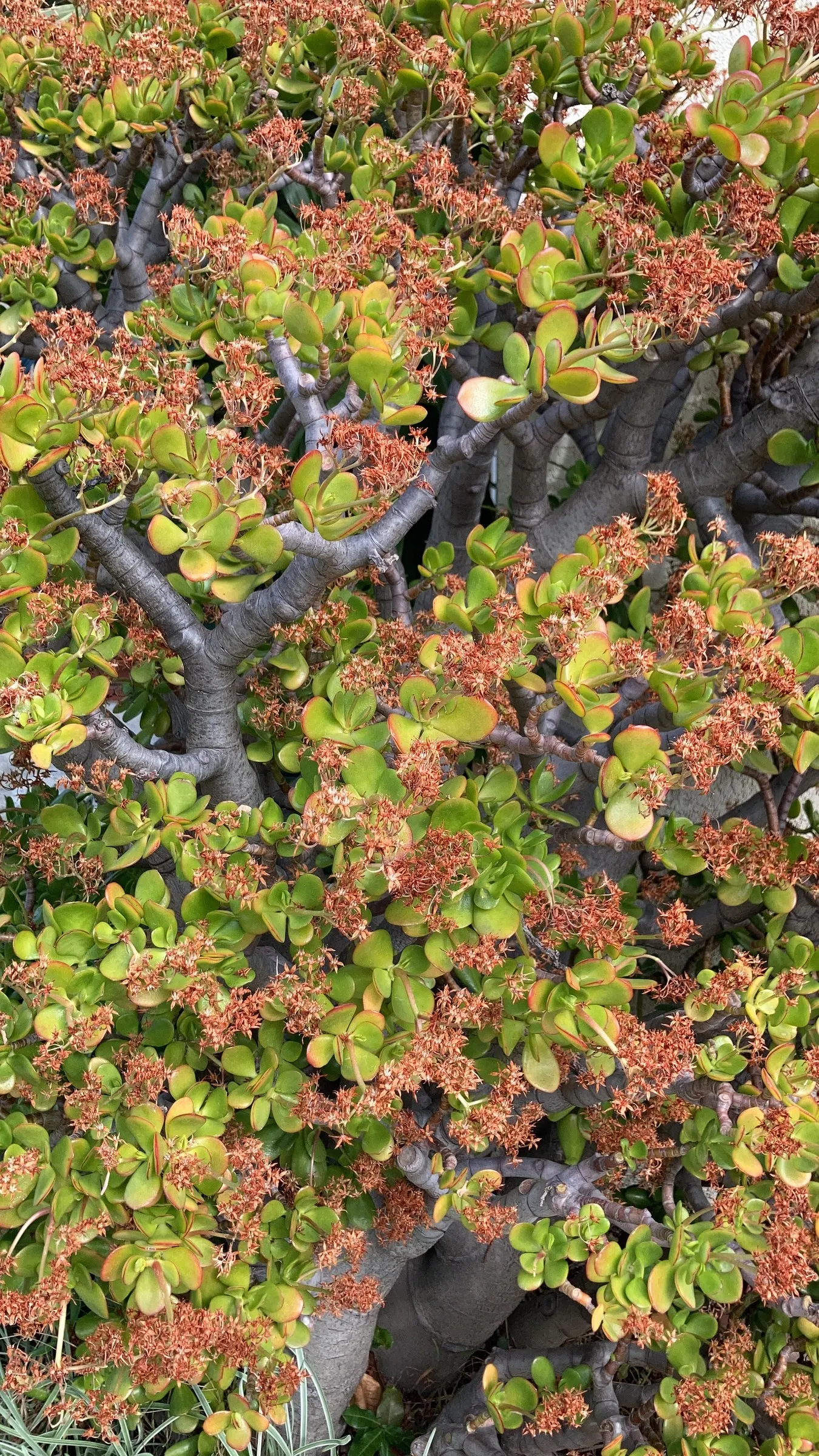 Jade Plant (Crassula Ovata) — Its woody stems and star-shaped flowers add year-round interest, particularly in winter when it blooms; ideal for USDA zones 9-11