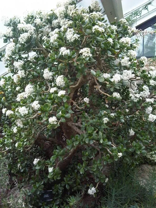 Jade Plant (Crassula Ovata) — Overwatering can lead to root rot; in colder climates, it should be grown indoors or in a sheltered location to, image 74