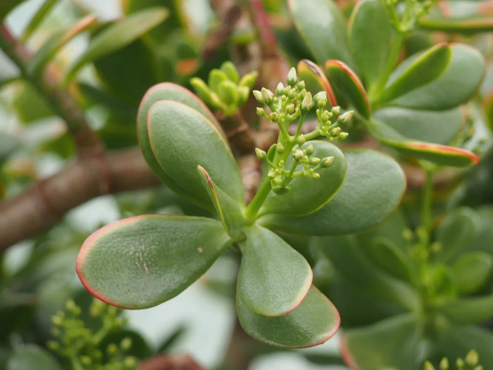 Jade Plant (Crassula Ovata) — and is renowned for its easy care and lush