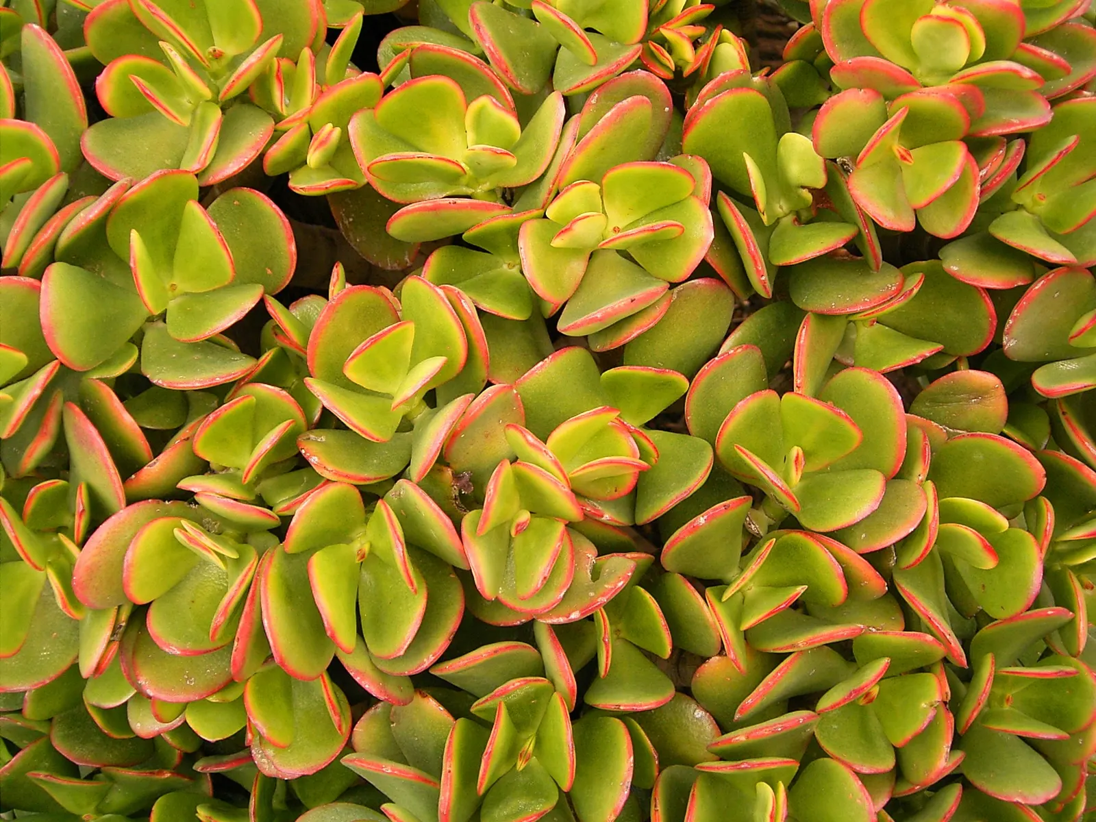 Jade Plant (Crassula Ovata) — it produces small white or pale pink; pink flowers in the garden, image 67