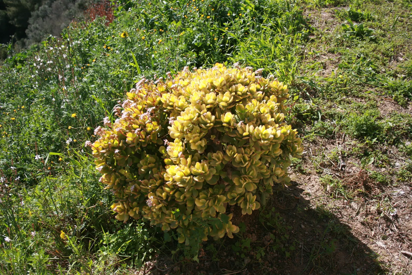 Jade Plant (Crassula Ovata) — thus it makes a meaningful addition for clients looking for both aesthetics and a touch of tradition; celebrated for, image 75