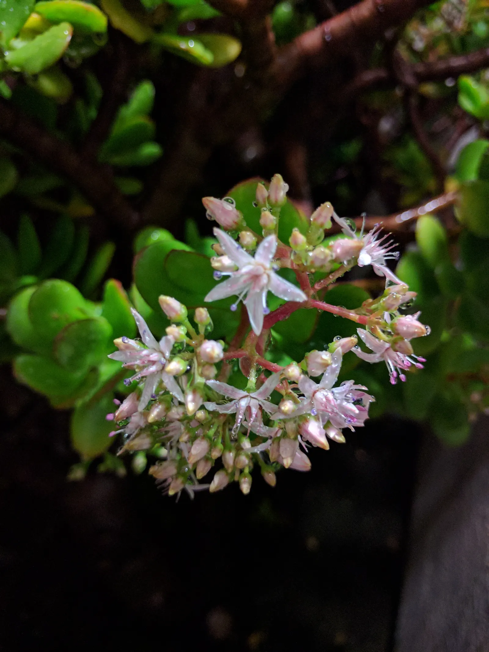 Jade Plant (Crassula Ovata) — This hardy perennial thrives in full sun to partial shade, requiring minimal water once established; it prefers, image 81