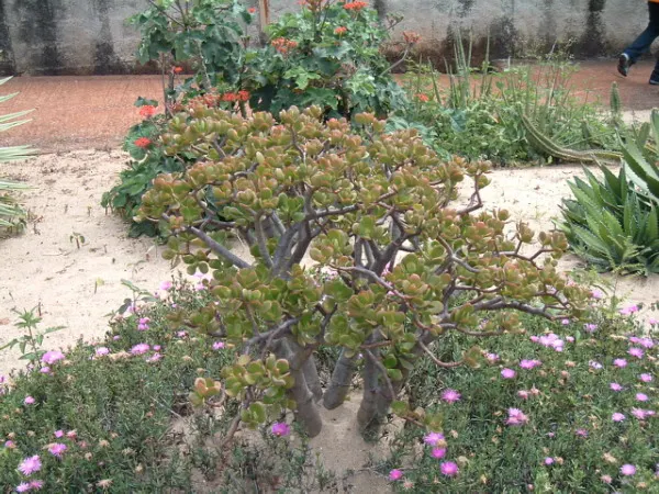 Jade Plant (Crassula Ovata) — It prefers well-draining sandy soil and thrives in full sun to partial shade environments