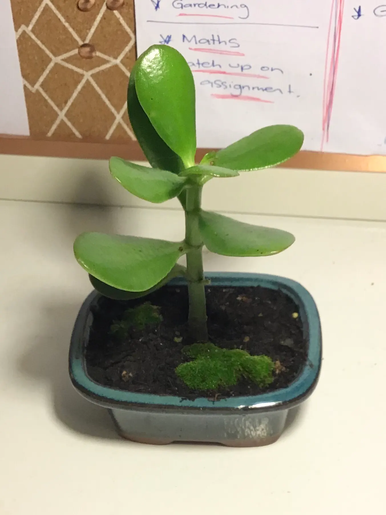 Jade Plant (Crassula Ovata) — <br><br>USDA hardiness zones for the Jade Plant are 10 to 11; scientifically known as Crassula ovata, image 176