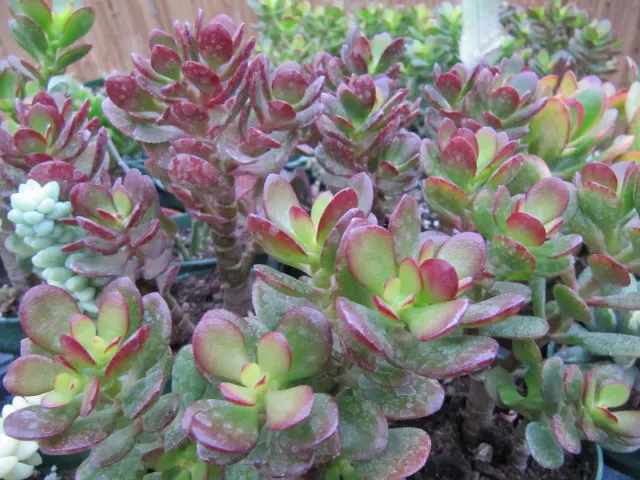 Jade Plant (Crassula Ovata) — This hardy perennial thrives in full sun to partial shade, requiring minimal water once established; it prefers well-draining