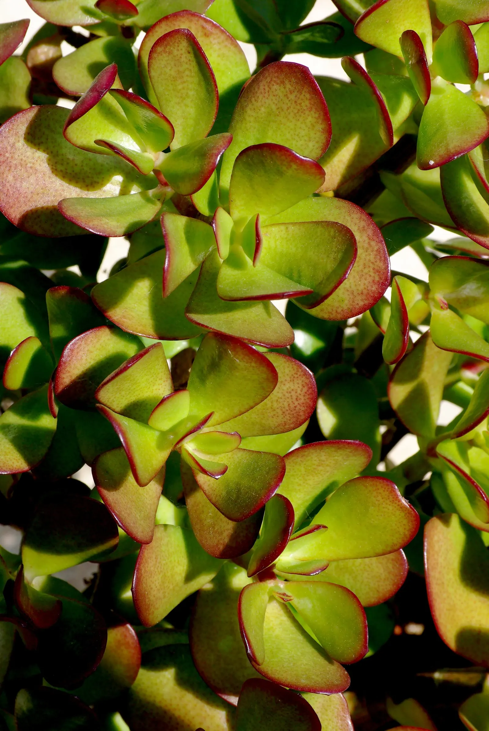 Jade Plant (Crassula Ovata) — In colder climates, it should be grown indoors or in a sheltered location to protect it from frost; making the plant, image 73
