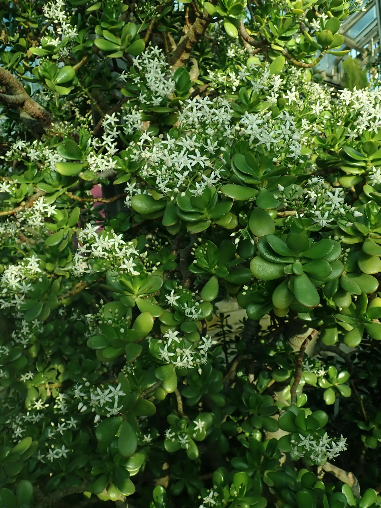 Jade Plant (Crassula Ovata) — celebrated for its glossy; this evergreen plant features thick, shiny, smooth leaves that grow in opposing pairs, image 80