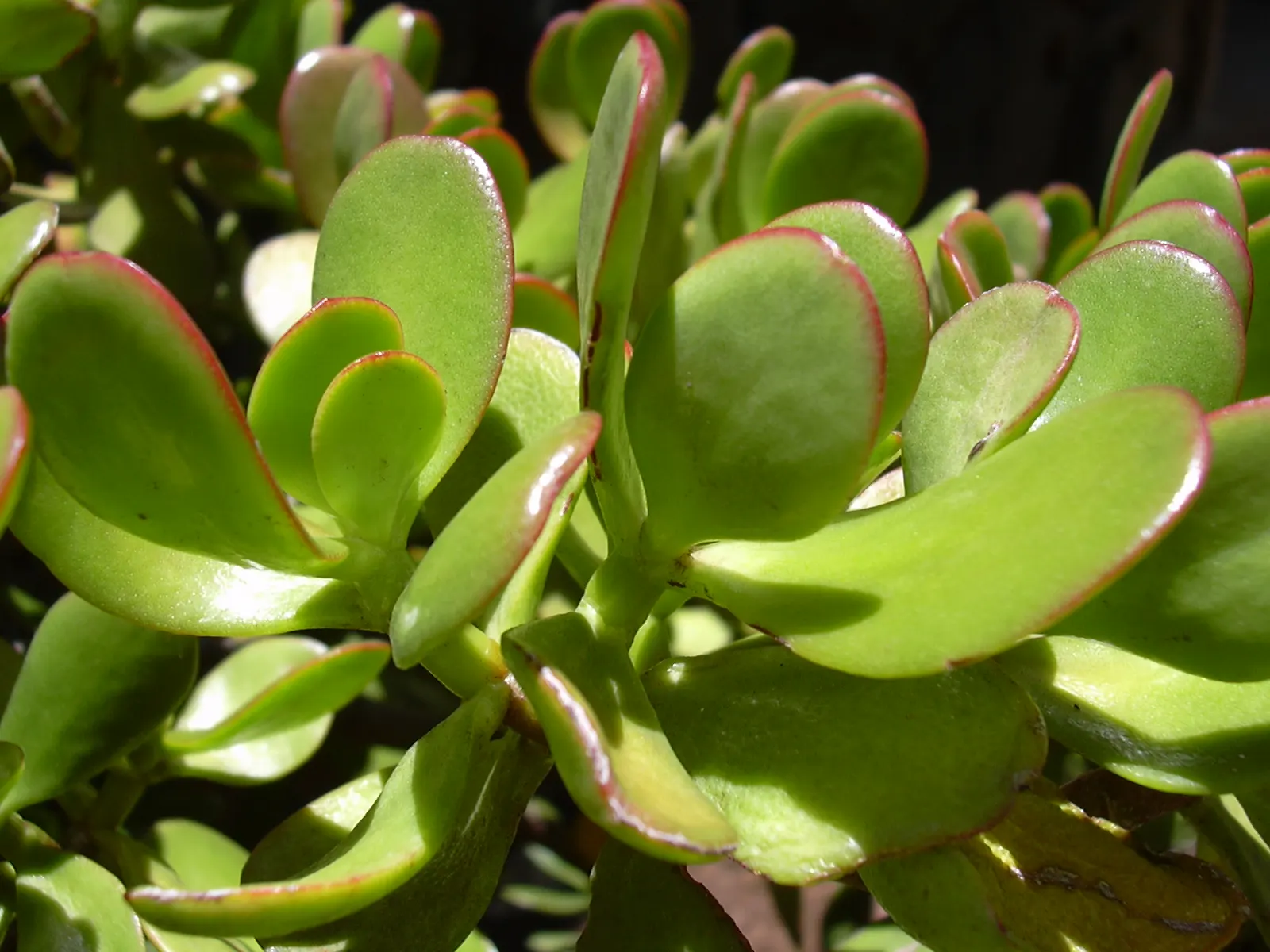 Jade Plant (Crassula Ovata) — thus it makes a meaningful addition for clients looking for both aesthetics and a touch of tradition