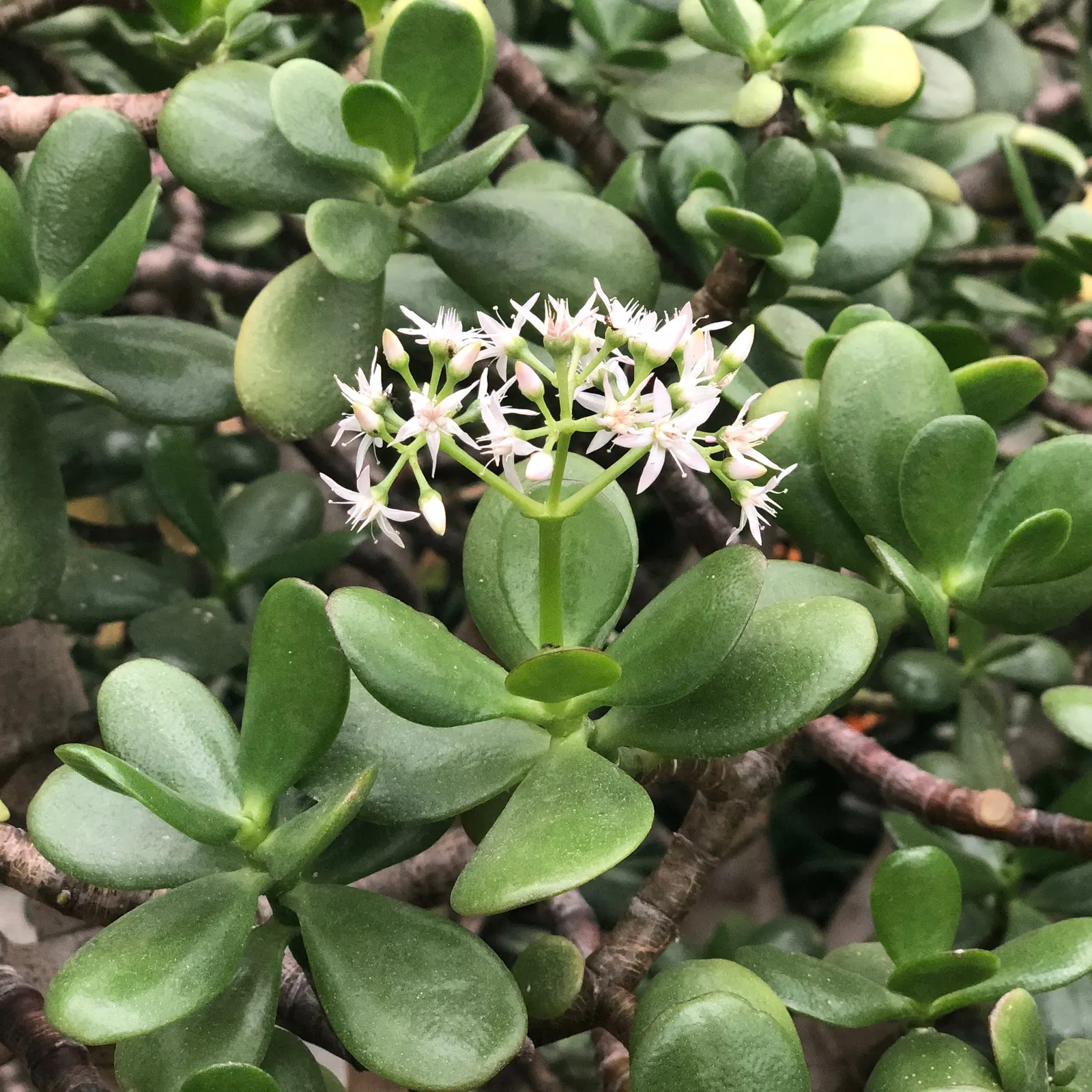 Jade Plant (Crassula Ovata) — pink flowers in the garden