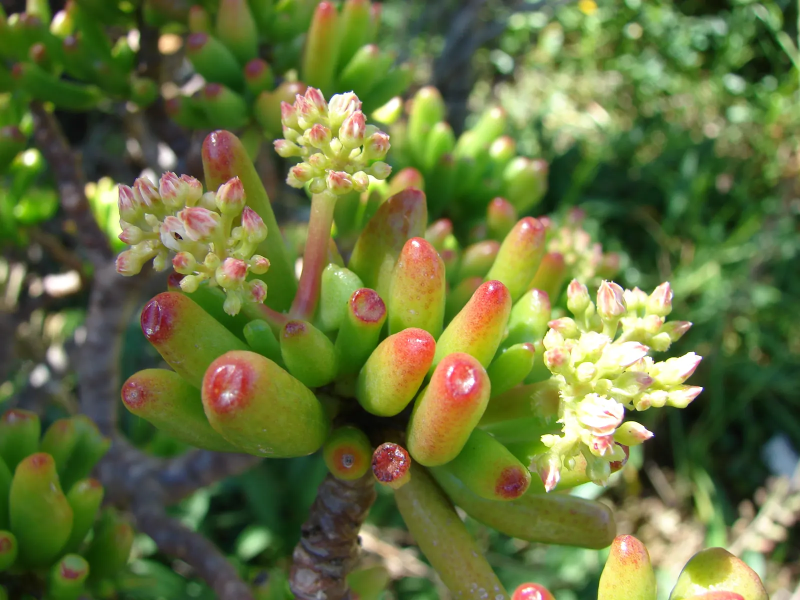 Jade Plant (Crassula Ovata) — Its woody stems and star-shaped flowers add year-round interest, particularly in winter when it blooms; ideal for, image 83