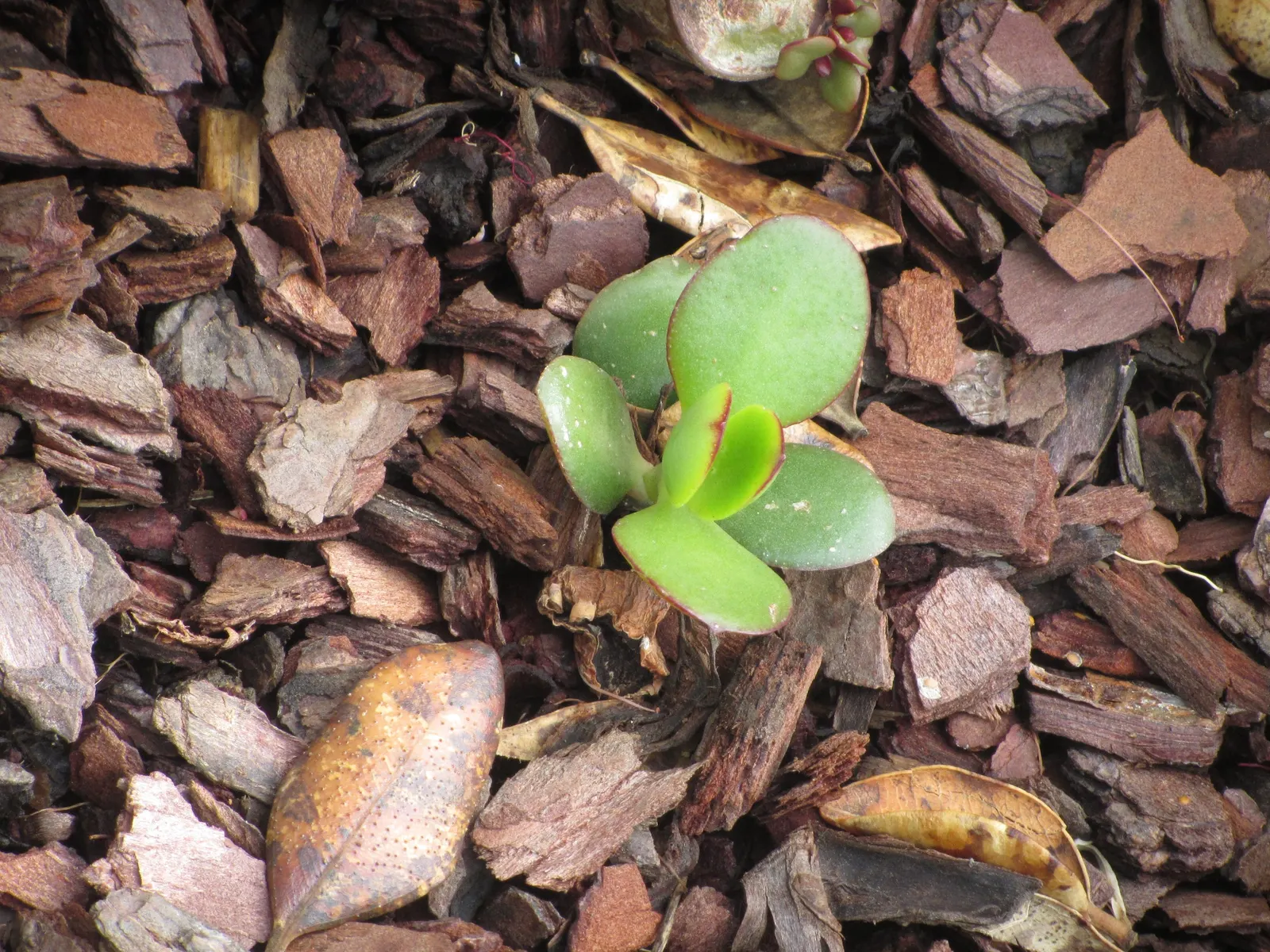 Jade Plant (Crassula Ovata) — a mature Jade Plant reaches a height of 2 to 5 feet and spreads 1 to 3 feet; the leaves are a rich jade green with a, image 95
