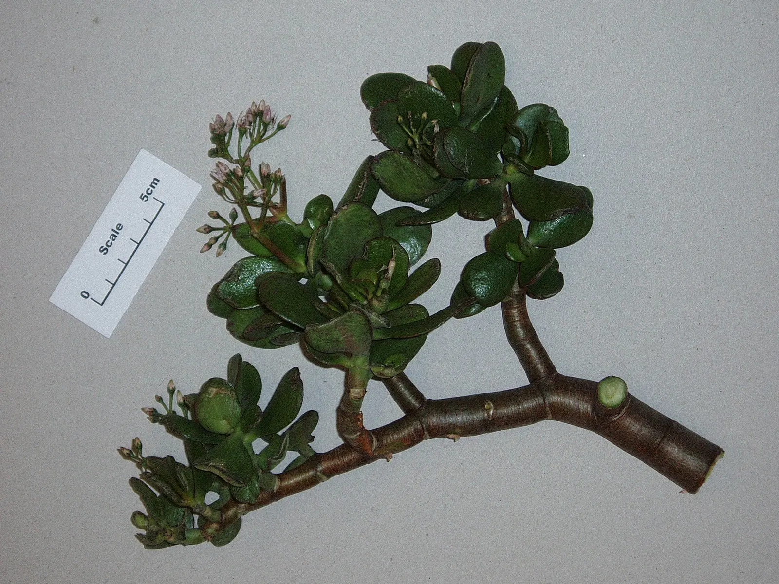 Jade Plant (Crassula Ovata) — <br><br>USDA hardiness zones for the Jade Plant are 10 to 11; scientifically known as Crassula ovata, image 72