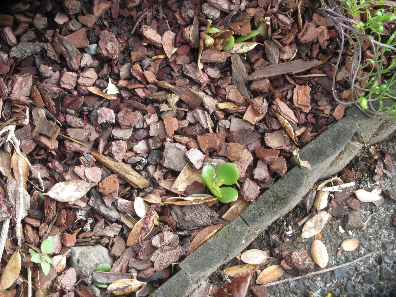 Jade Plant (Crassula Ovata) — symbolically rich foliage; it produces small white or pale pink, image 88