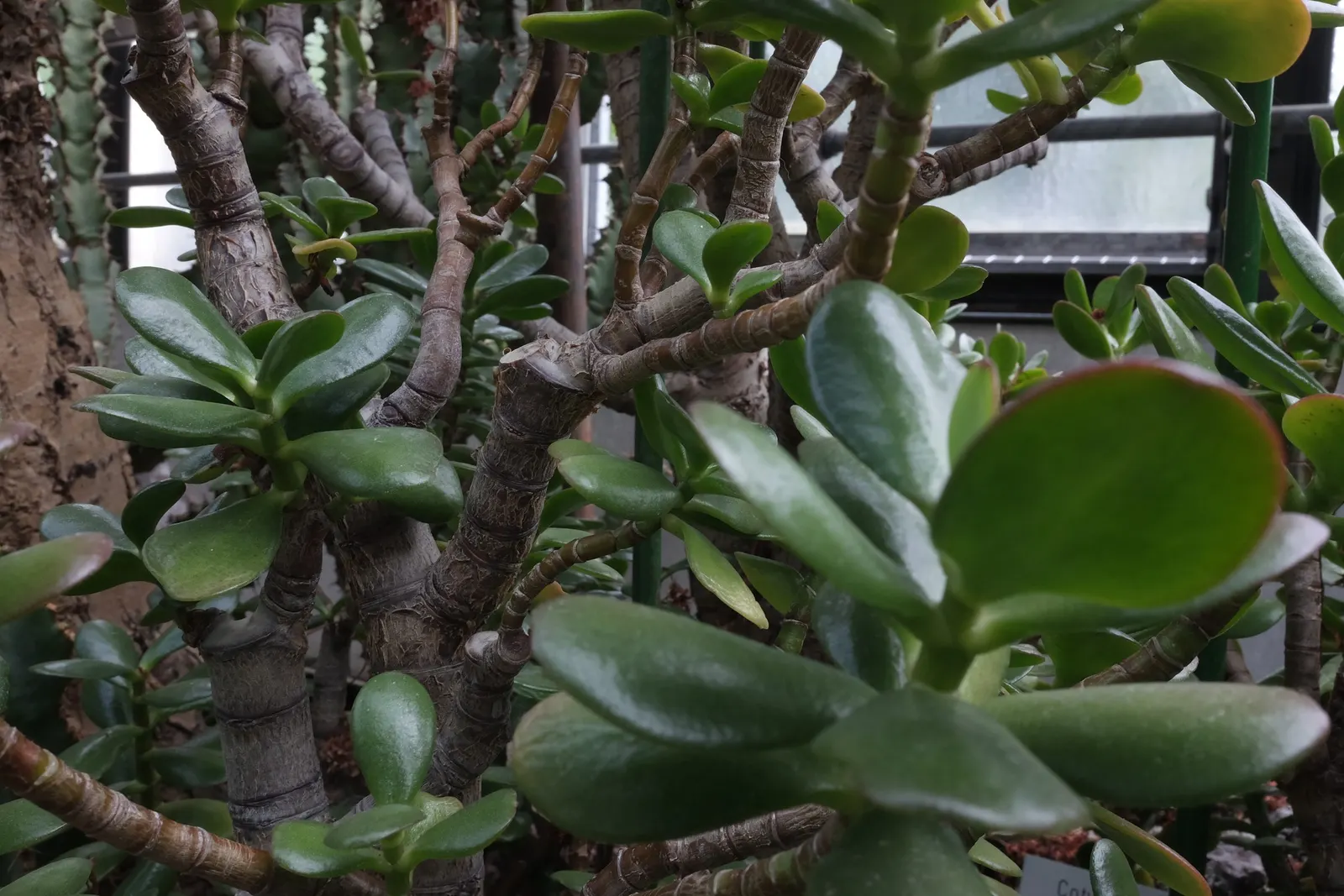 Jade Plant (Crassula Ovata) — <br><br>USDA hardiness zones for the Jade Plant are 10 to 11