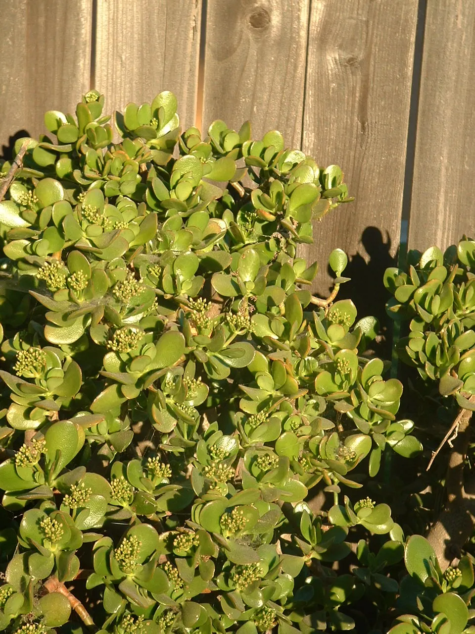 Jade Plant (Crassula Ovata) — scientifically known as Crassula ovata; <br><br>USDA hardiness zones for the Jade Plant are 10 to 11, image 59