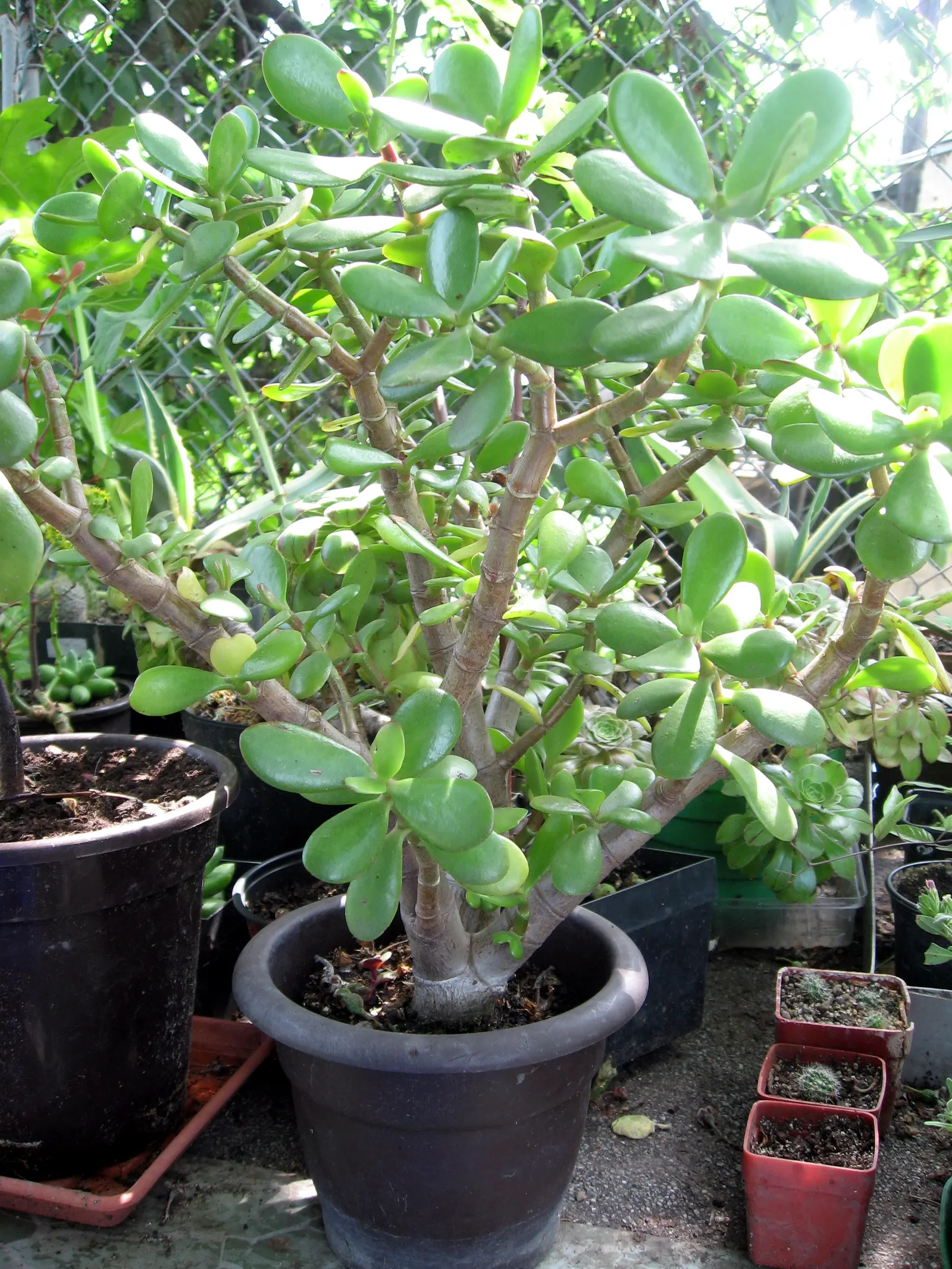 Jade Plant (Crassula Ovata) — and is renowned for its easy care and lush; is a popular succulent that originates from South Africa, image 87