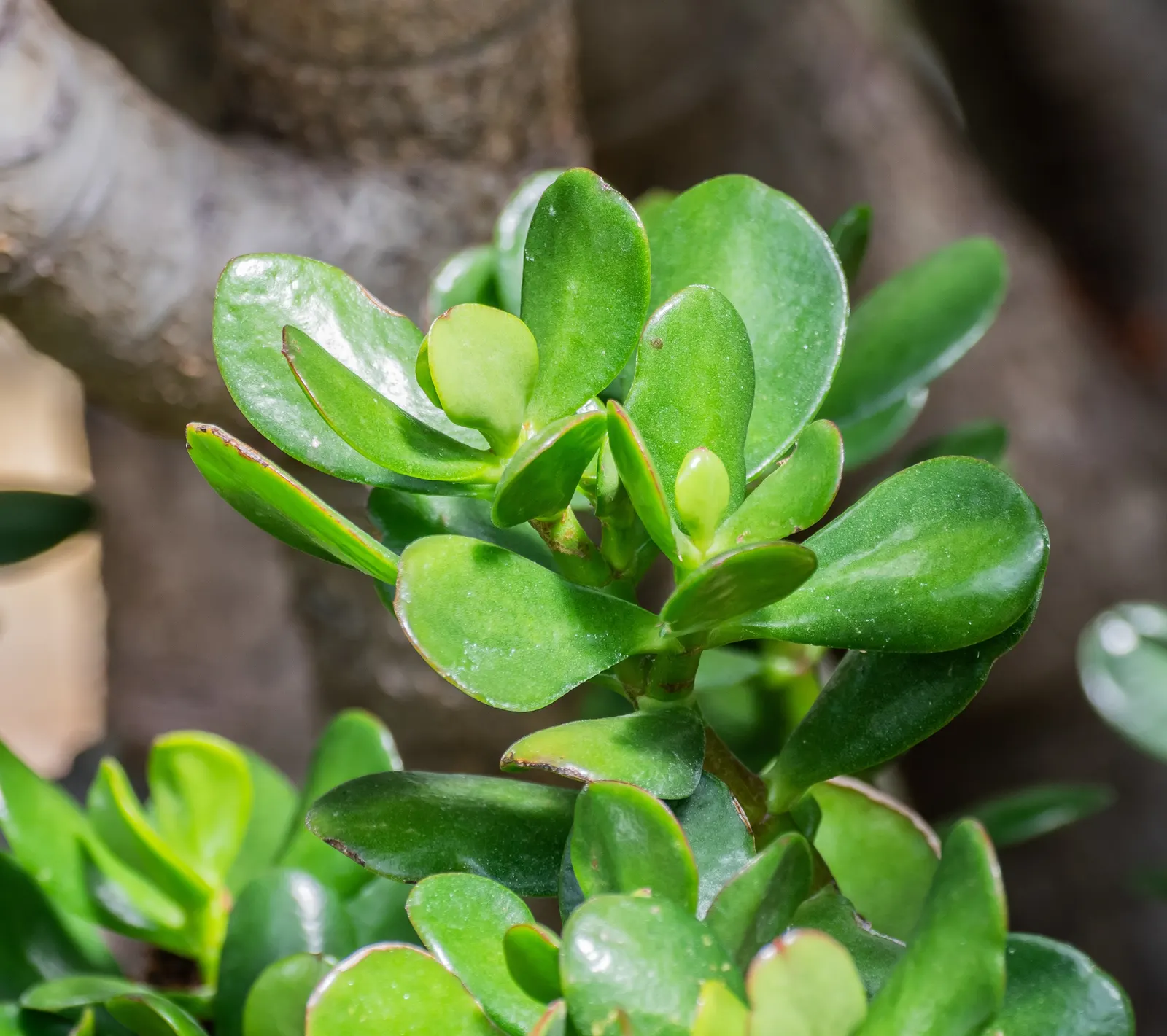 Jade Plant (Crassula Ovata) — This hardy perennial thrives in full sun to partial shade, requiring minimal water once established