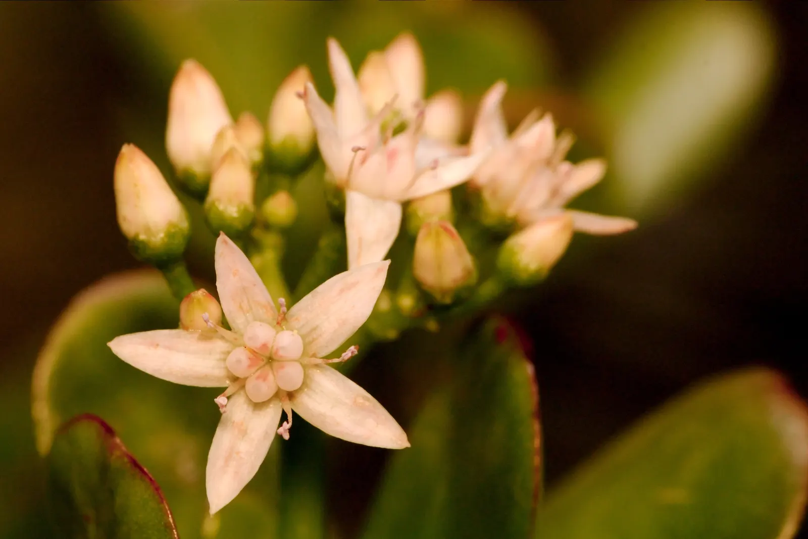 Jade Plant (Crassula Ovata) — shrub / succulent with pink blooms; star-shaped flowers in late fall to winter.<br><br>Typically