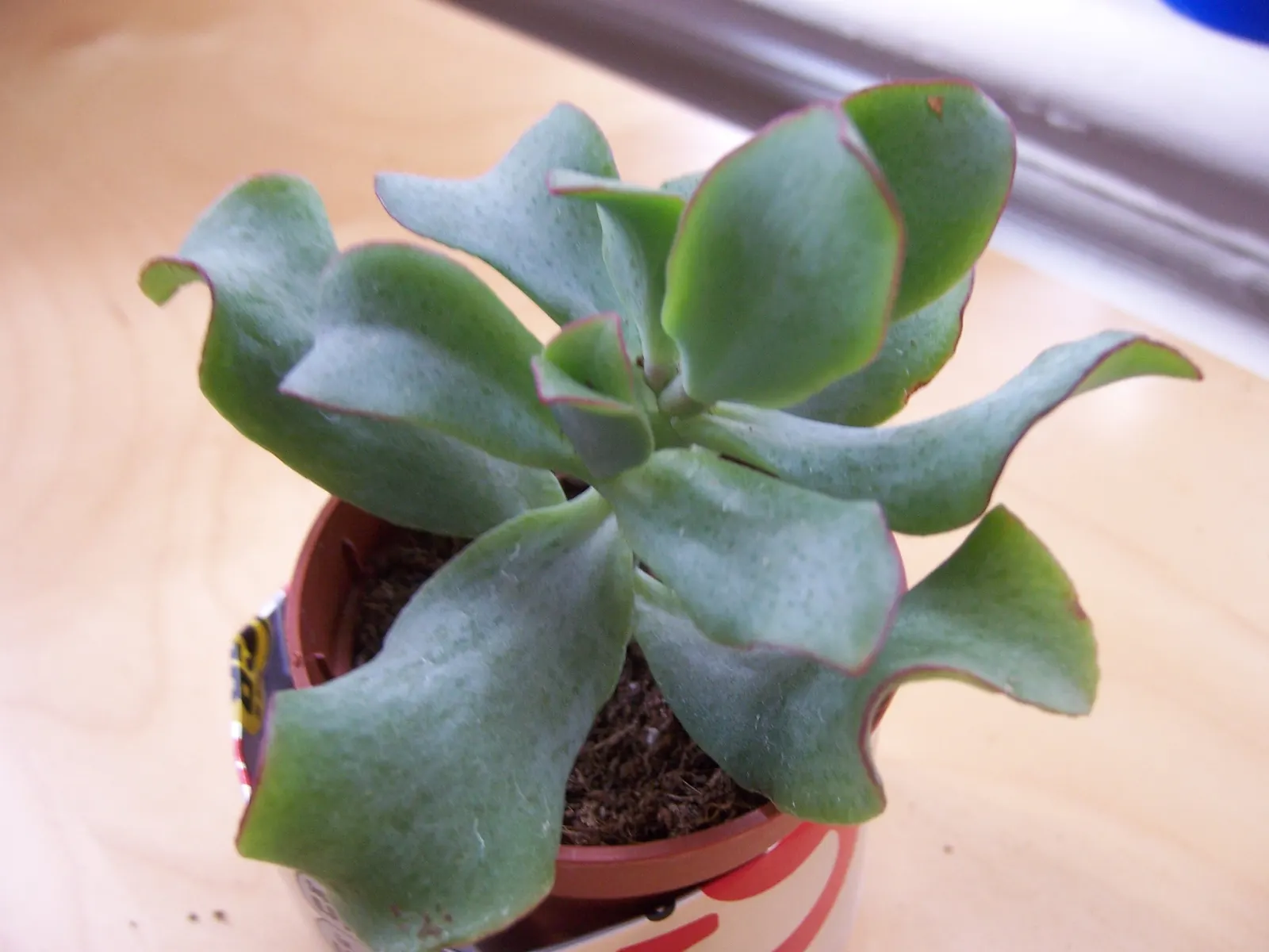 Jade Plant (Crassula Ovata) — requiring a minimum of four hours of direct sunlight per day; shrub / succulent for half, image 97