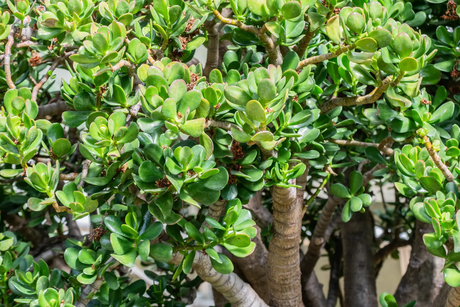 Jade Plant (Crassula Ovata) — This evergreen plant features thick, shiny, smooth leaves that grow in opposing pairs along the branches, image 141
