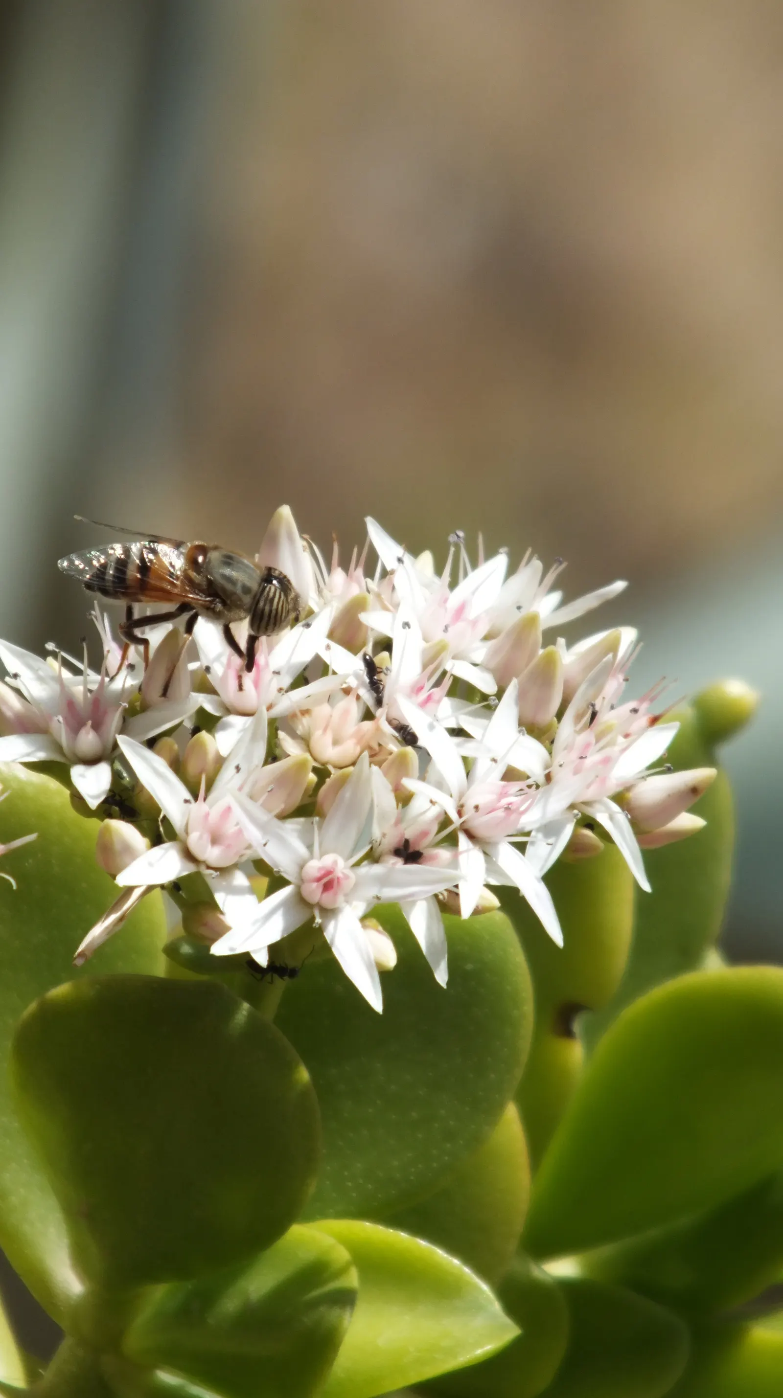 Jade Plant (Crassula Ovata) — symbolically rich foliage; it produces small white or pale pink