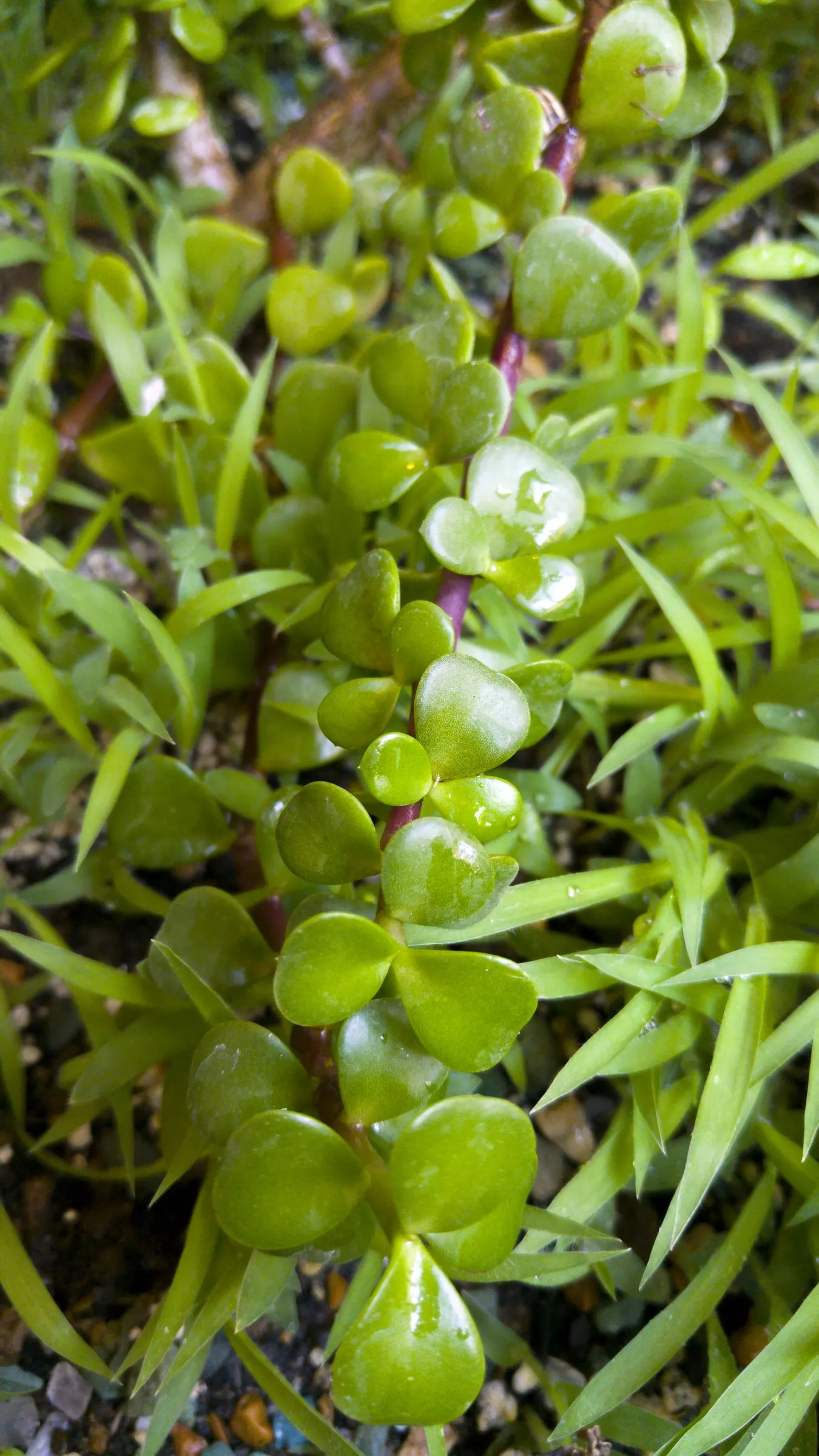 Jade Plant (Crassula Ovata) — In colder climates, it should be grown indoors or in a sheltered location to protect it from frost; making the plant, image 99
