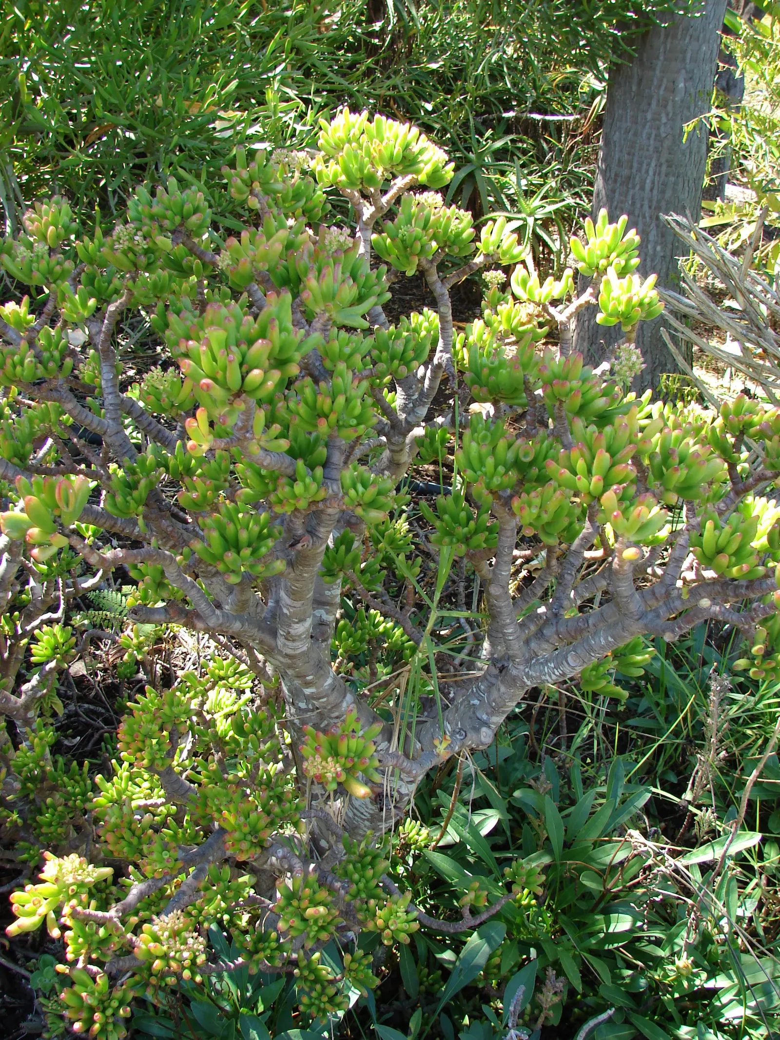 Jade Plant (Crassula Ovata) — celebrated for its glossy