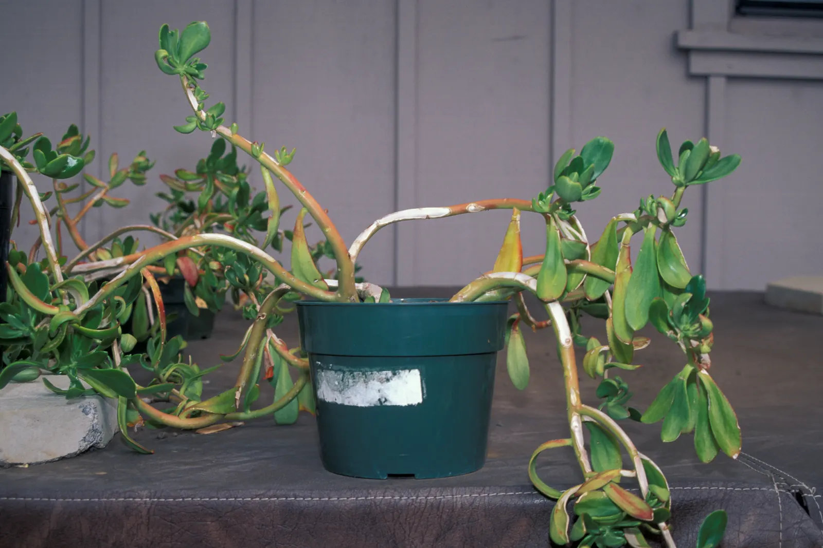 Jade Plant (Crassula Ovata) — requiring a minimum of four hours of direct sunlight per day; shrub / succulent for half, image 175
