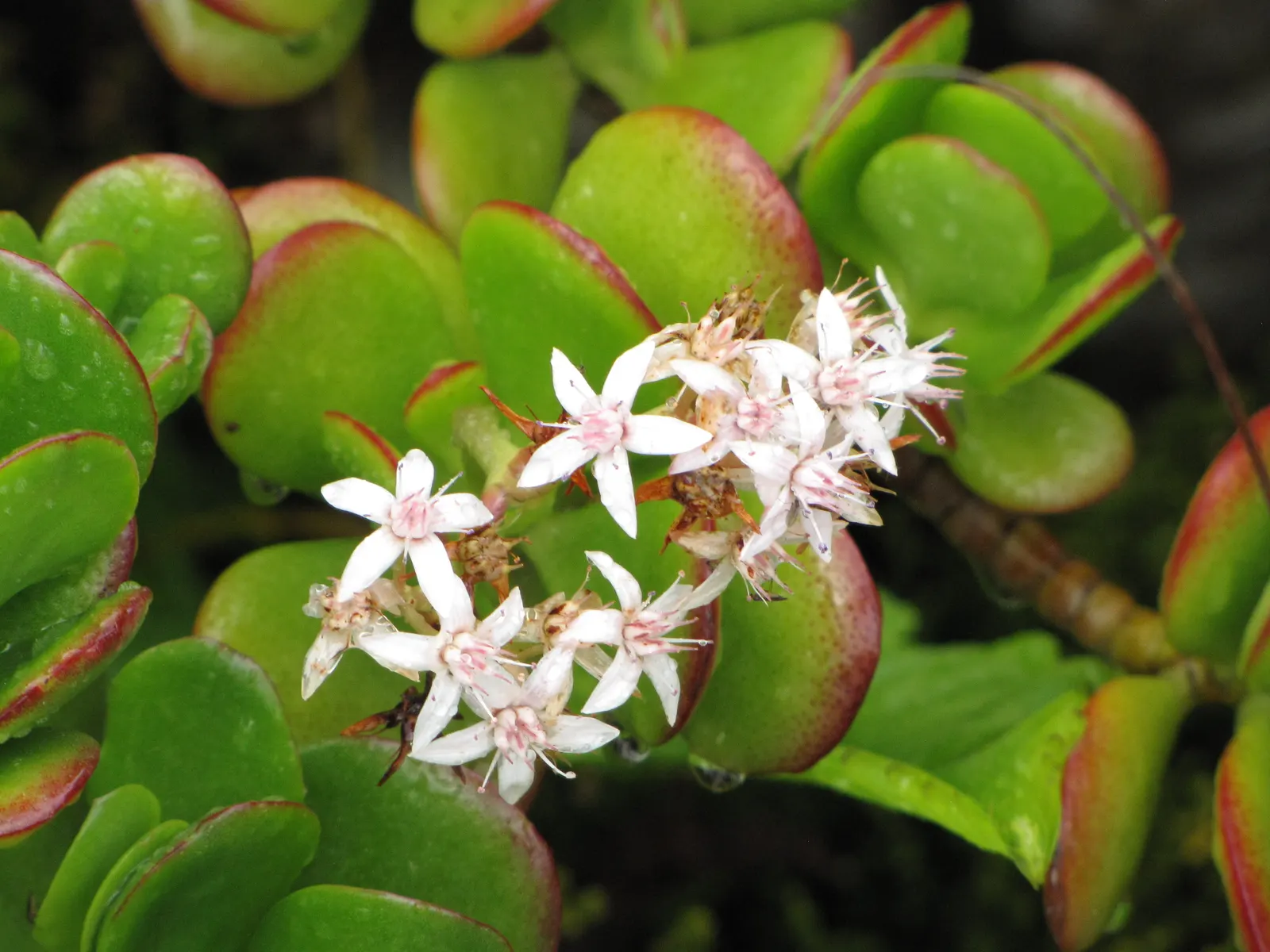Jade Plant (Crassula Ovata) — star-shaped flowers in late fall to winter.<br><br>Typically; its woody stems and star-shaped flowers add year-round, image 172