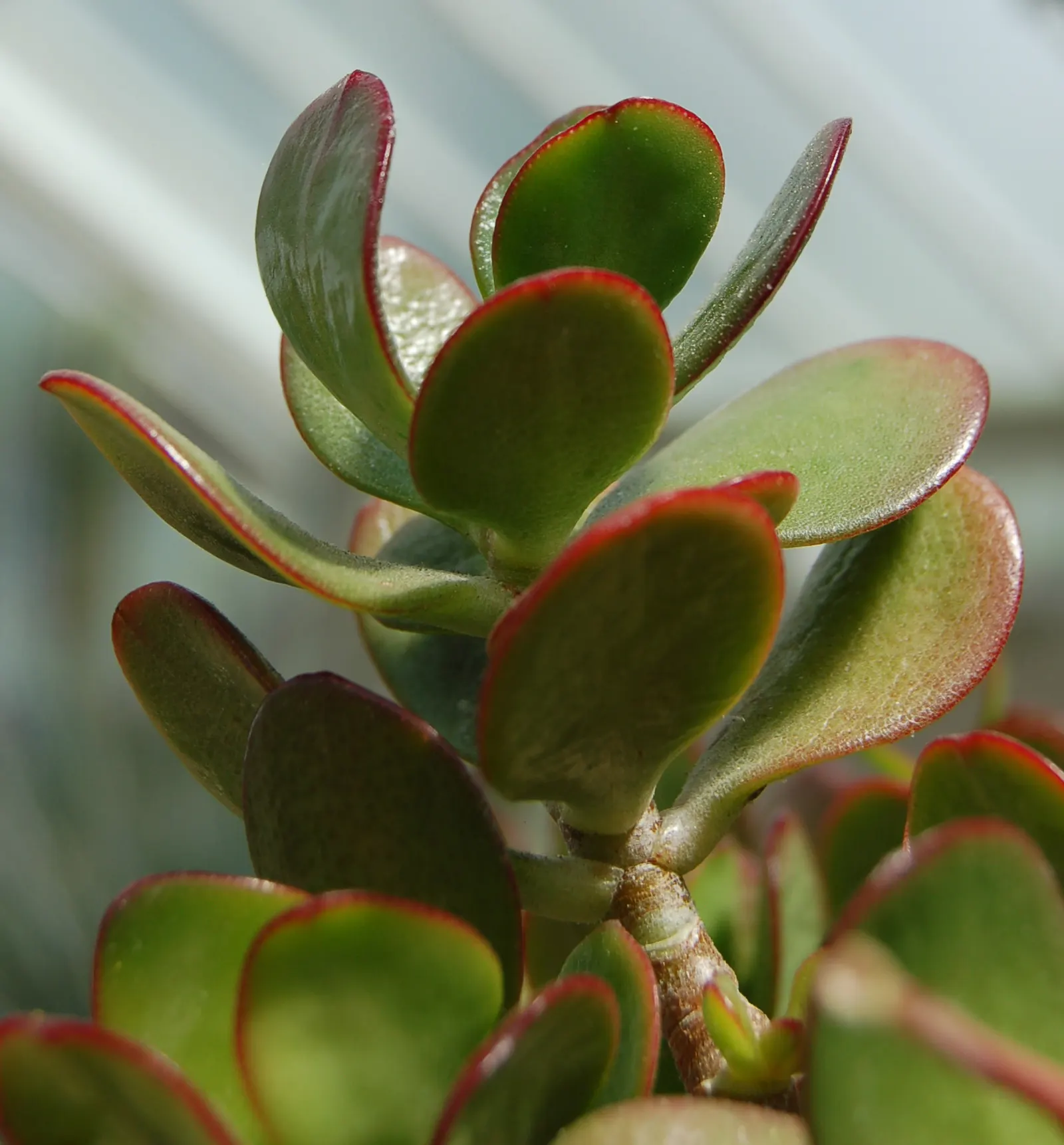 Jade Plant (Crassula Ovata) — shrub / succulent for half; thus it makes a meaningful addition for clients looking for both aesthetics and a touch, image 130
