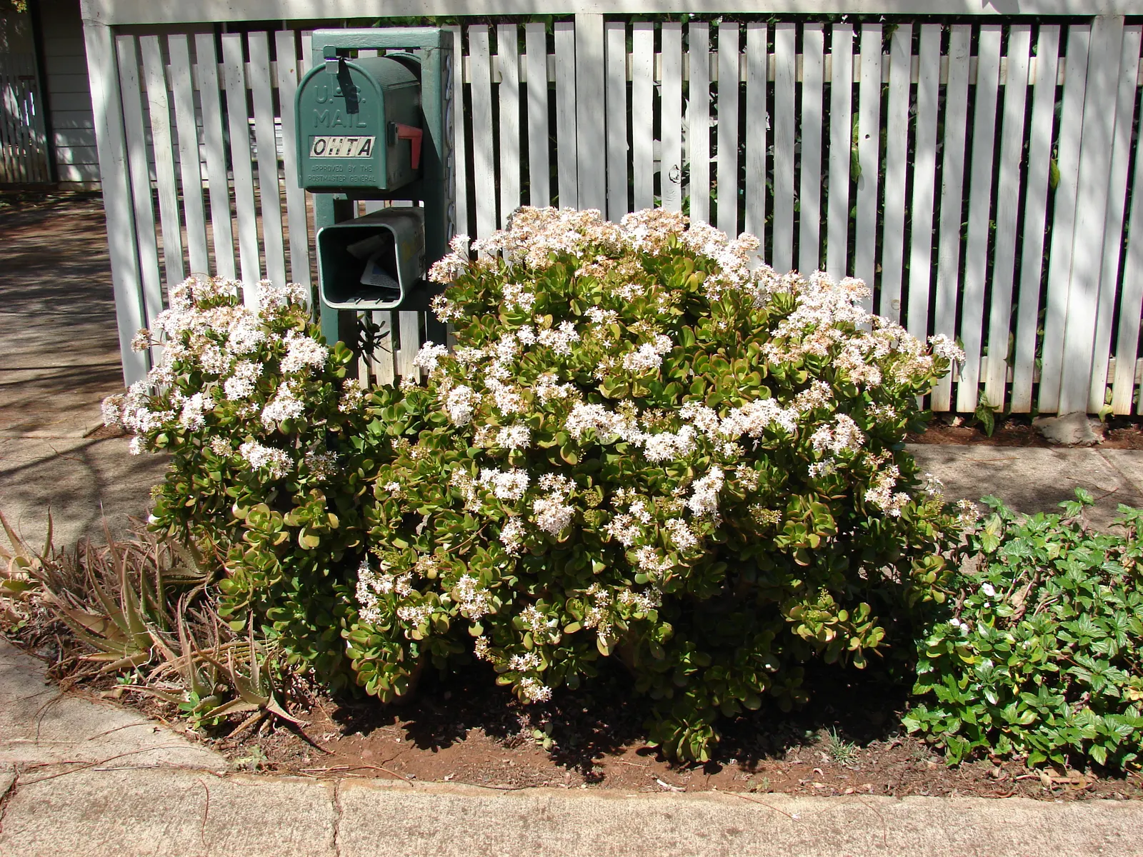 Jade Plant (Crassula Ovata) — symbolically rich foliage; it produces small white or pale pink, image 114