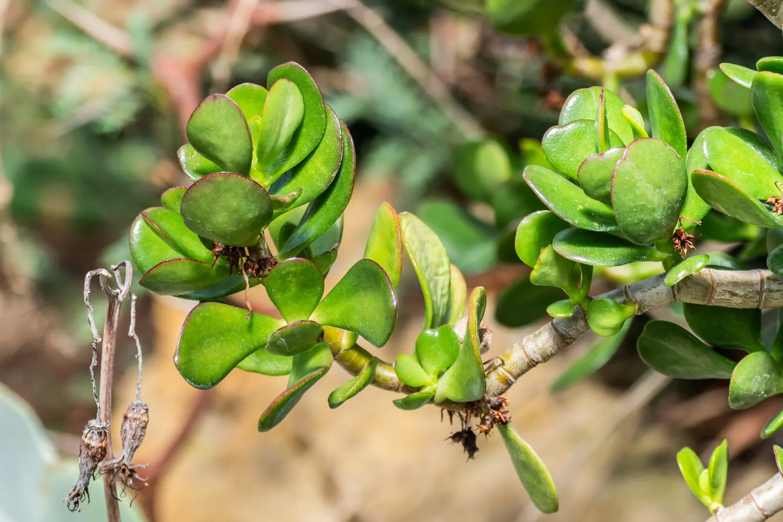Jade Plant (Crassula Ovata) — Jade Plant (Crassula ovata) is a succulent heralding from South Africa; typically growing between 2-4 feet tall, it's, image 105