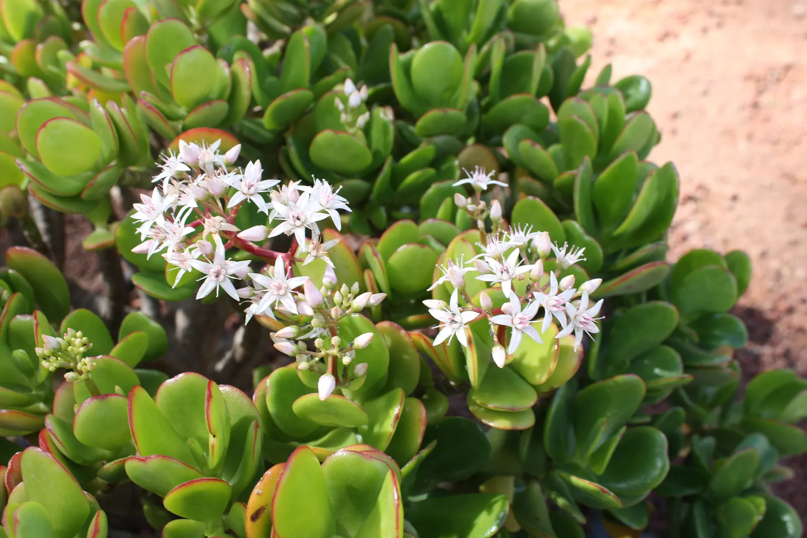 Jade Plant (Crassula Ovata) — Overwatering can lead to root rot; in colder climates, it should be grown indoors or in a sheltered location to, image 126