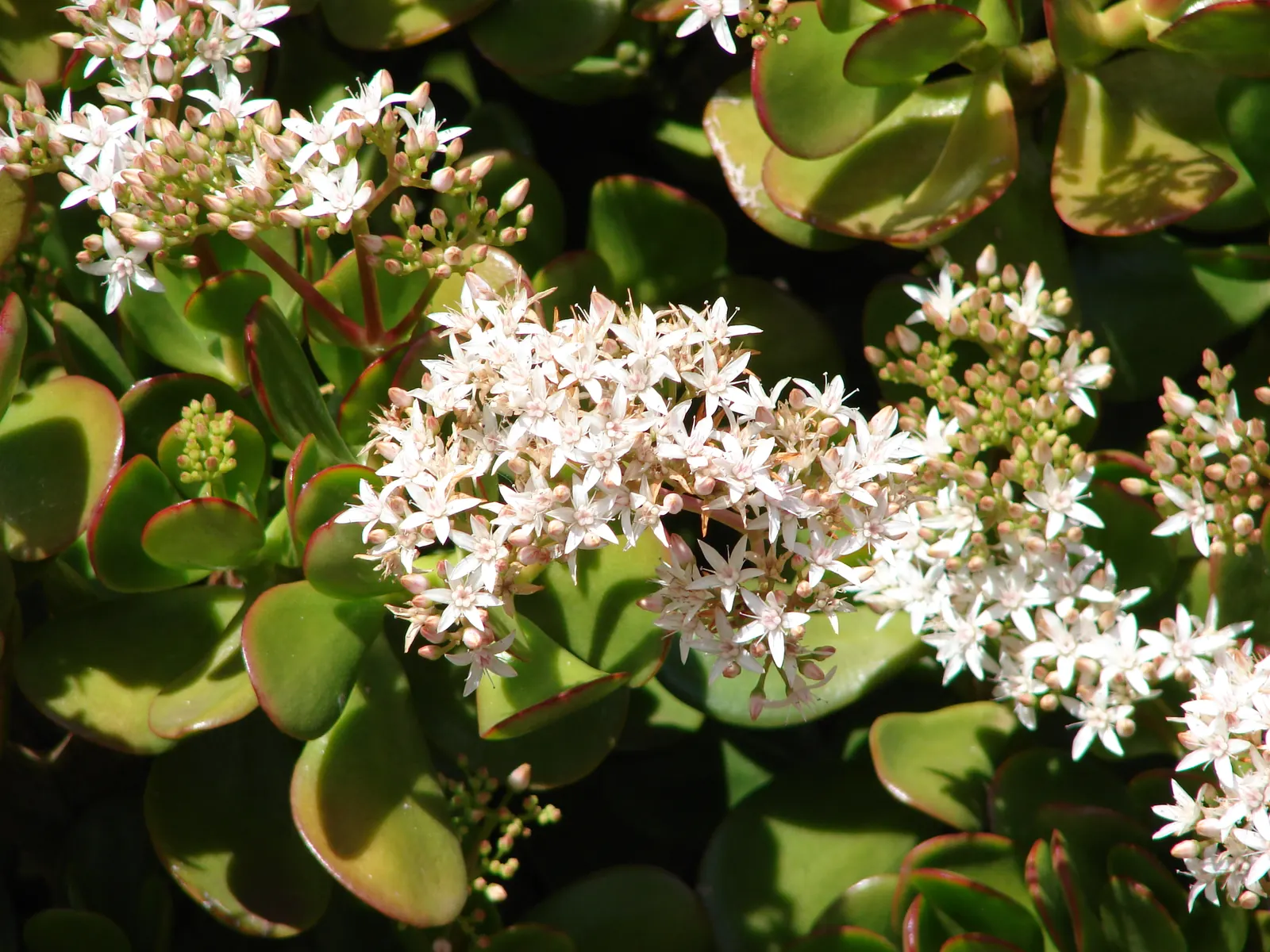 Jade Plant (Crassula Ovata) — shrub / succulent with pink blooms; star-shaped flowers in late fall to winter.<br><br>Typically, image 155