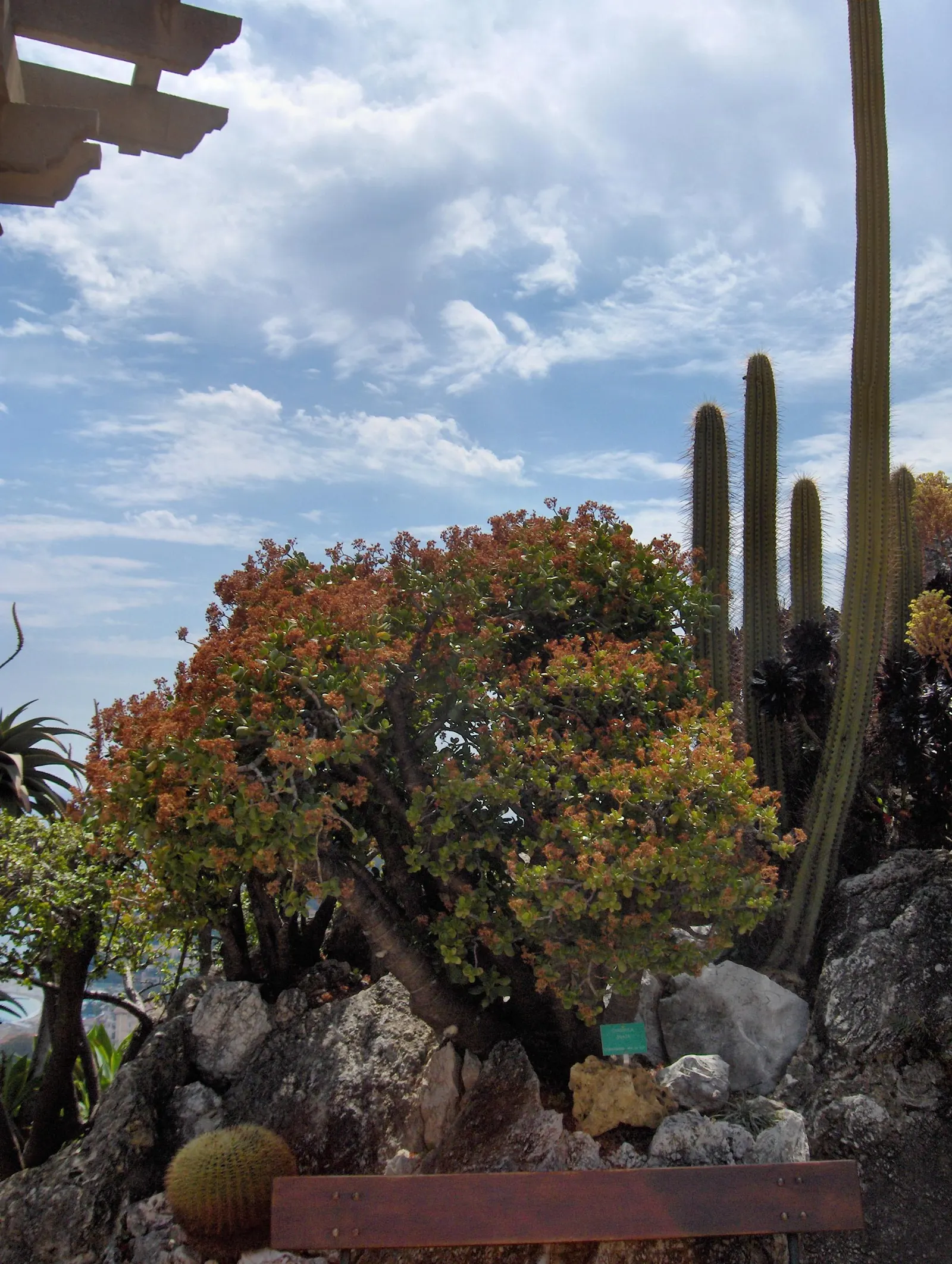 Jade Plant (Crassula Ovata) — making the plant drought-tolerant; a mature Jade Plant reaches a height of 2 to 5 feet and spreads 1 to 3 feet, image 118