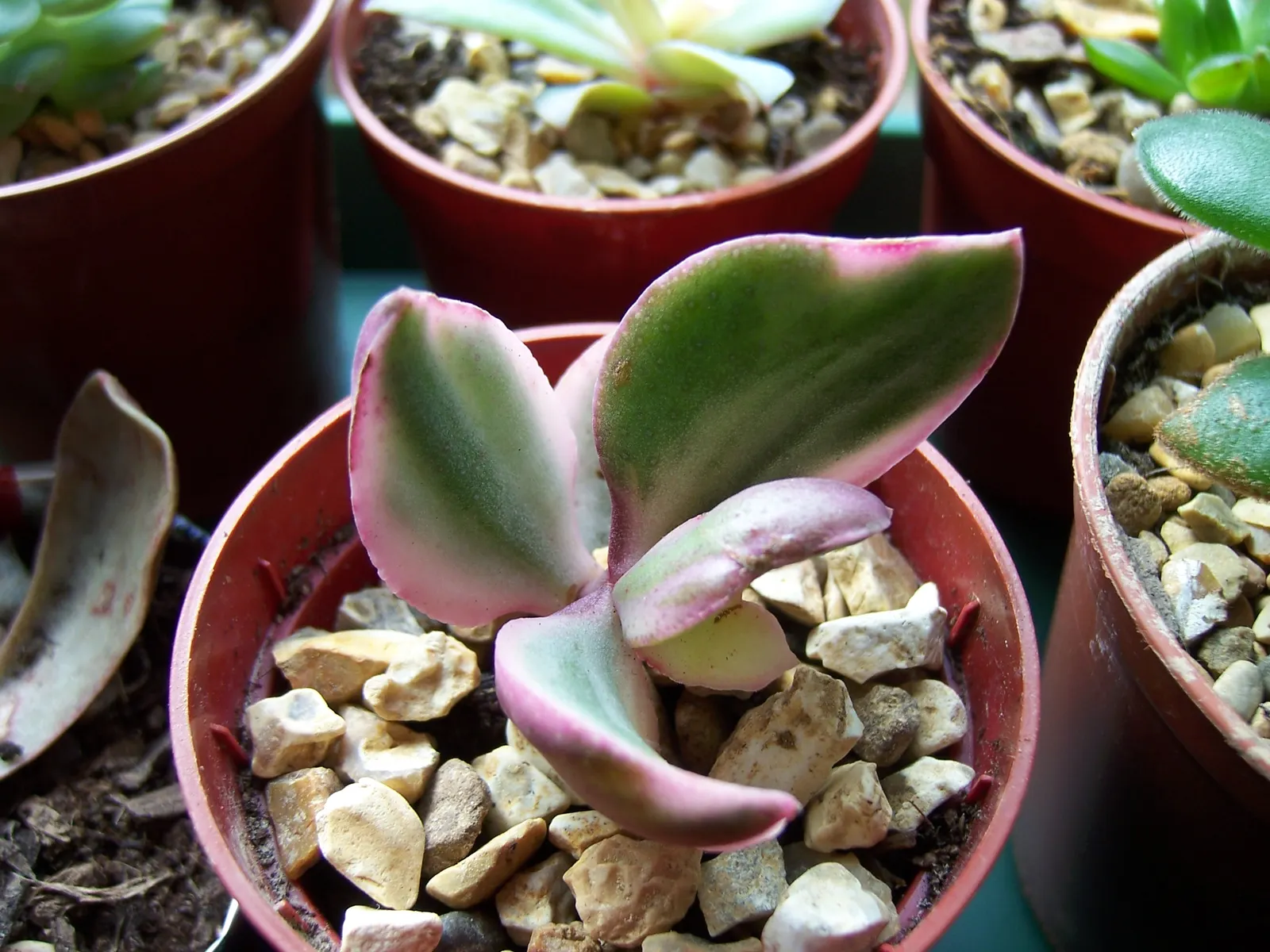 Jade Plant (Crassula Ovata) — which allows them to retain water; symbolically rich foliage, image 169