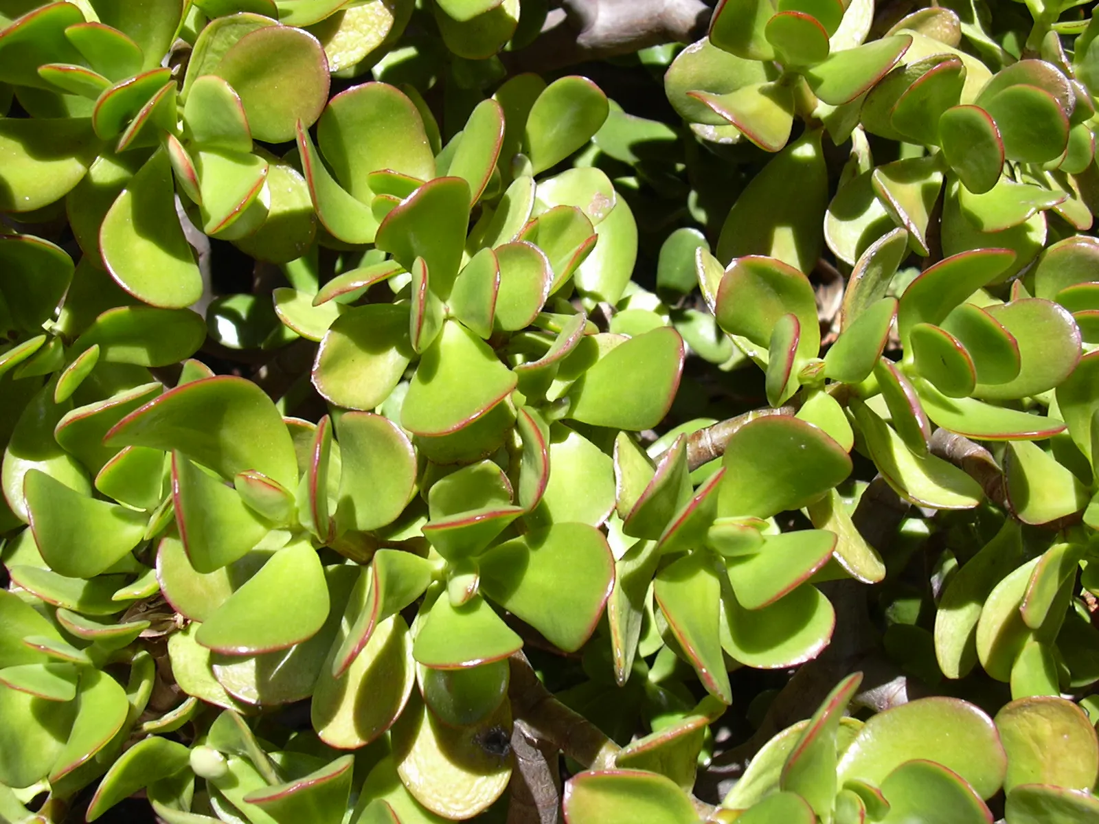 Jade Plant (Crassula Ovata) — celebrated for its glossy; this evergreen plant features thick, shiny, smooth leaves that grow in opposing pairs, image 106
