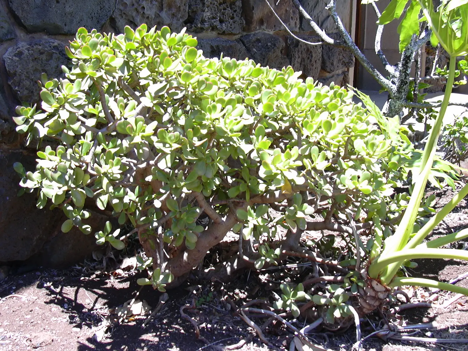 Jade Plant (Crassula Ovata) — celebrated for its glossy; this evergreen plant features thick, shiny, smooth leaves that grow in opposing pairs, image 158