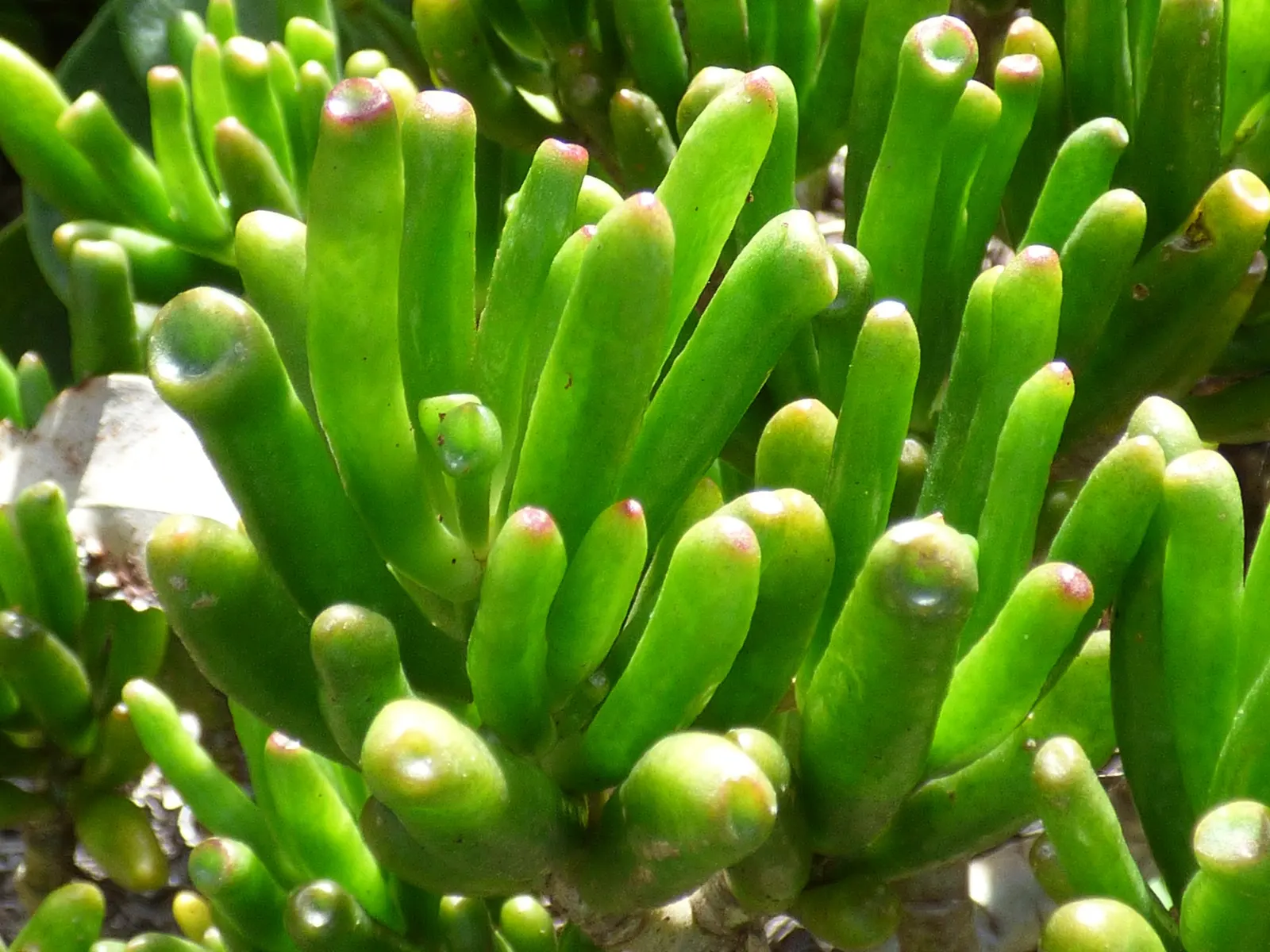 Jade Plant (Crassula Ovata) — <br><br>USDA hardiness zones for the Jade Plant are 10 to 11; scientifically known as Crassula ovata