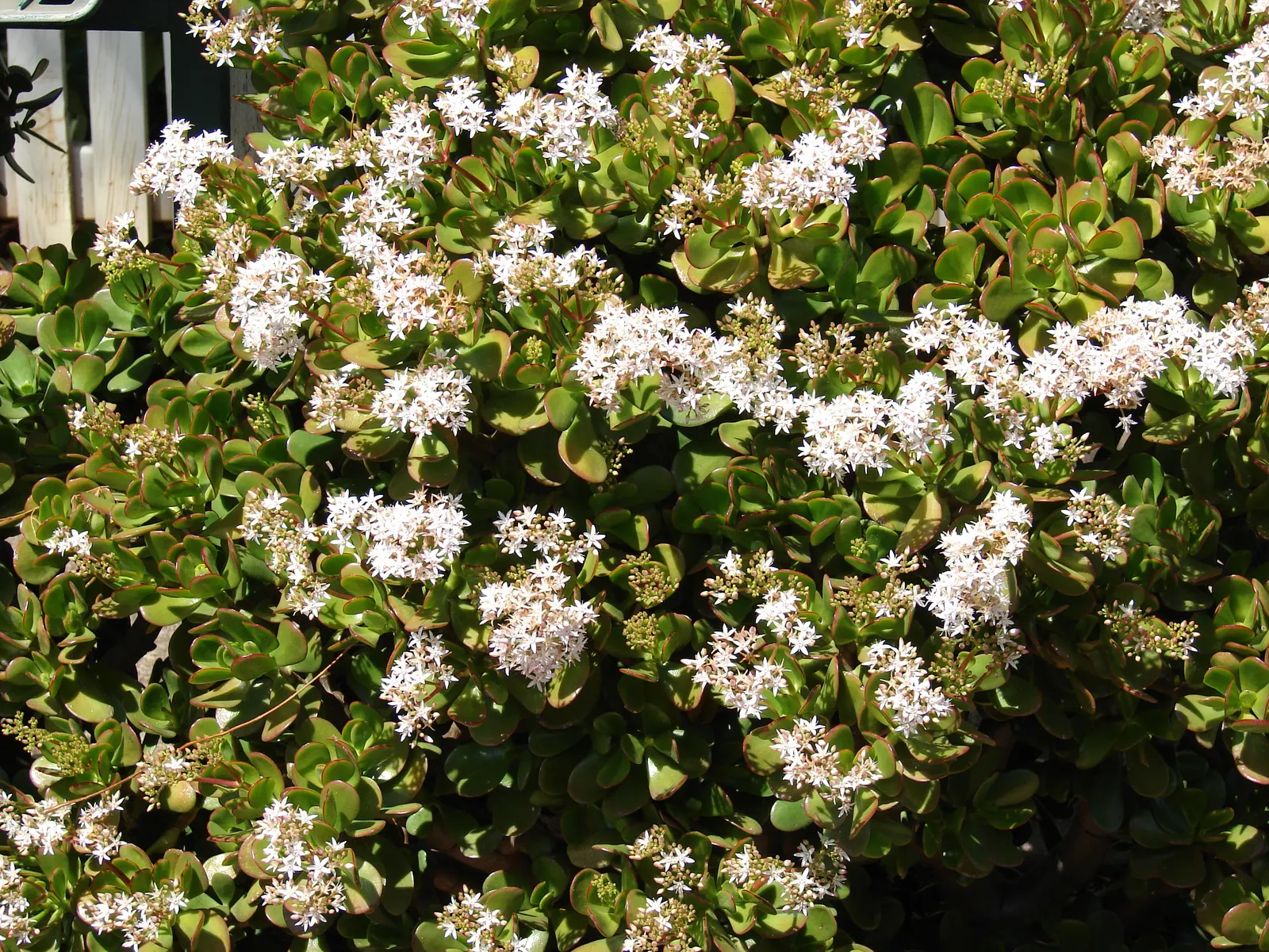 Jade Plant (Crassula Ovata) — Typically growing between 2-4 feet tall, it's an excellent choice for low-maintenance, water-wise landscapes