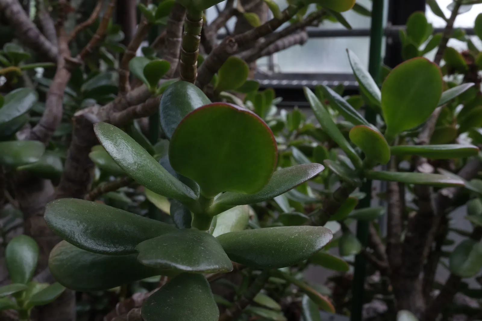 Jade Plant (Crassula Ovata) — shrub / succulent for half; thus it makes a meaningful addition for clients looking for both aesthetics and a touch, image 156