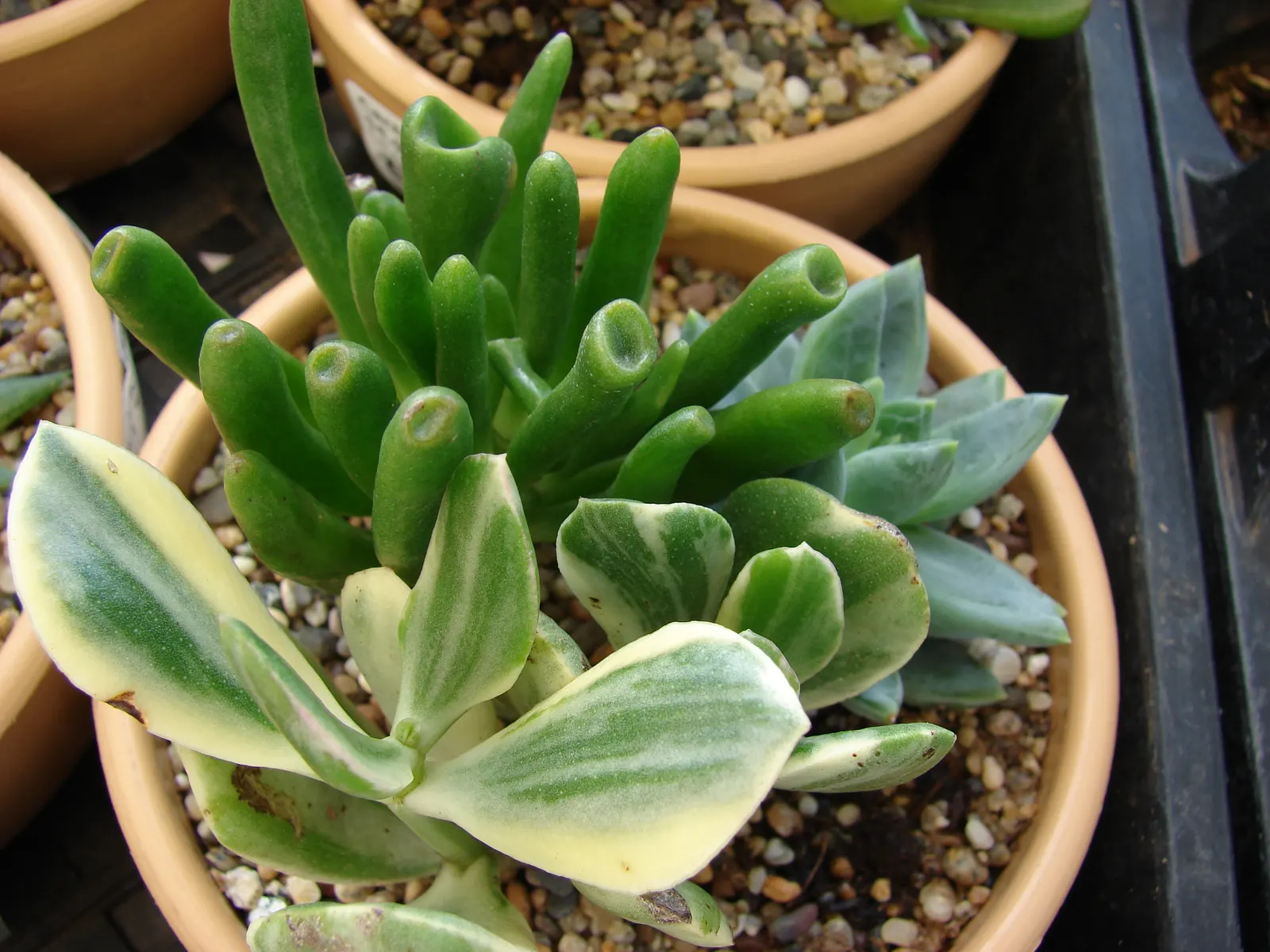 Jade Plant (Crassula Ovata) — It prefers well-draining sandy soil and thrives in full sun to partial shade environments; requiring a minimum of, image 70