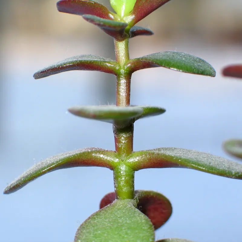 Jade Plant (Crassula Ovata) — Typically growing between 2-4 feet tall, it's an excellent choice for low-maintenance, water-wise landscapes; shrub /, image 160