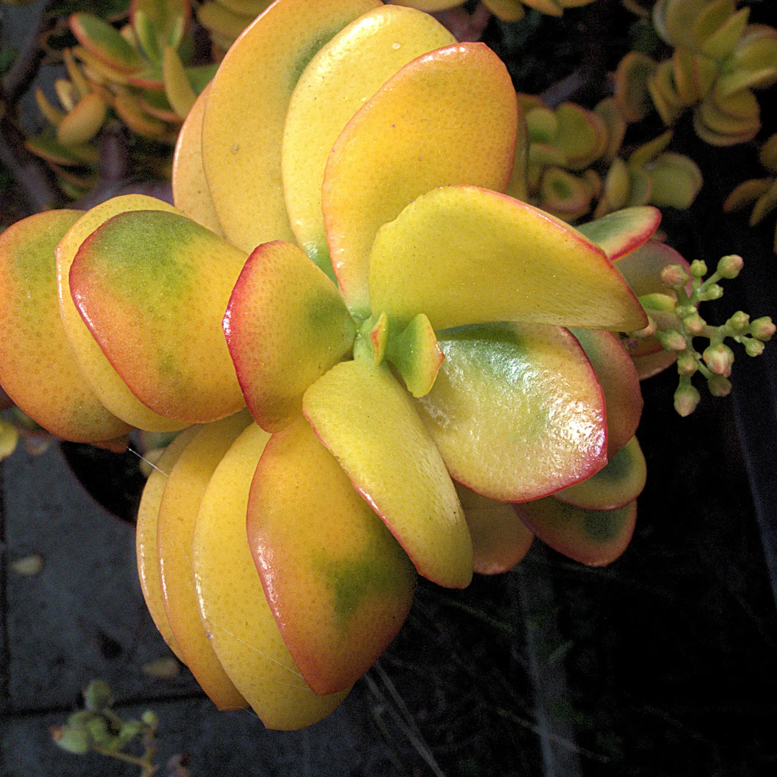 Jade Plant (Crassula Ovata) — a mature Jade Plant reaches a height of 2 to 5 feet and spreads 1 to 3 feet